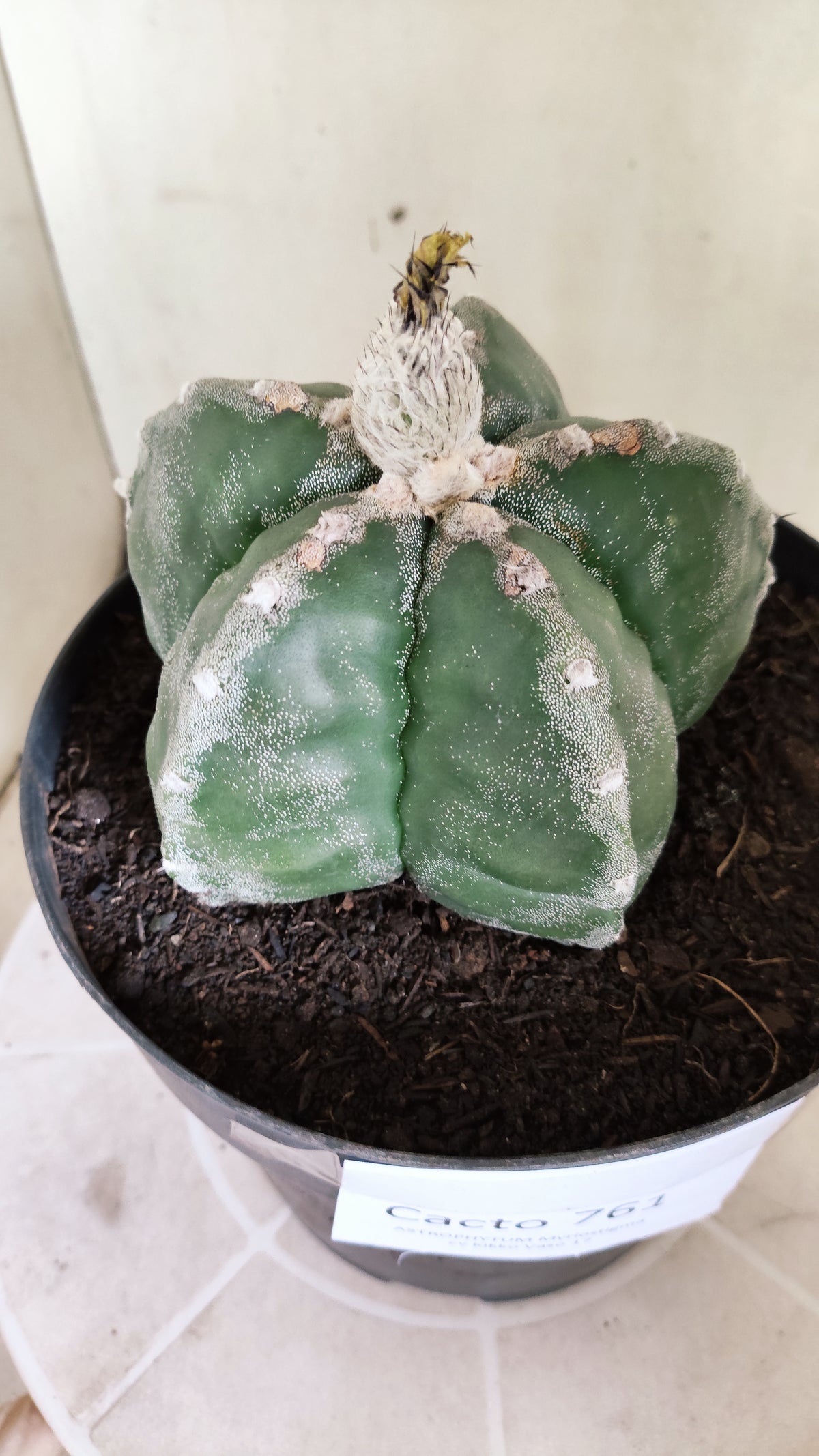 MATRIZ ASTROPHYTUM cv KIKKO  Nº 761 – vaso 17