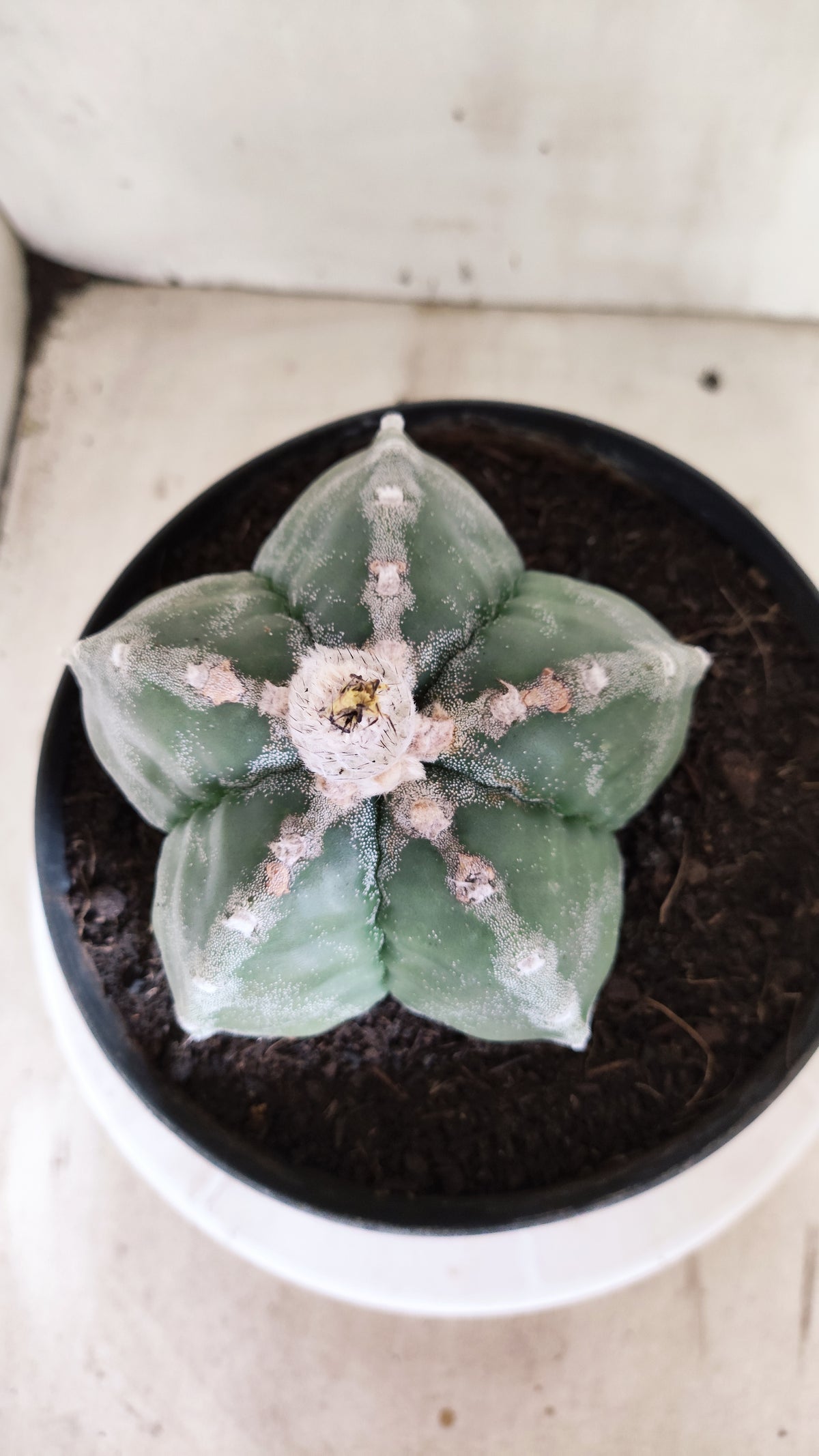 MATRIZ ASTROPHYTUM cv KIKKO  Nº 761 – vaso 17