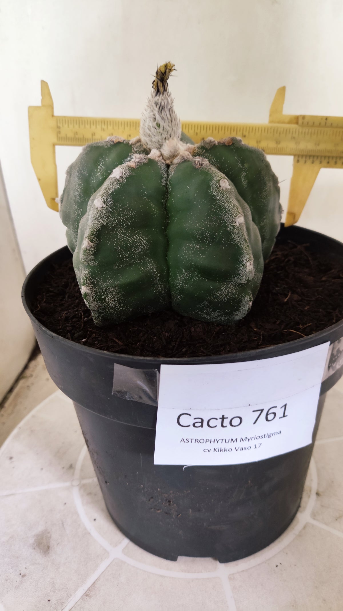 MATRIZ ASTROPHYTUM cv KIKKO  Nº 761 – vaso 17