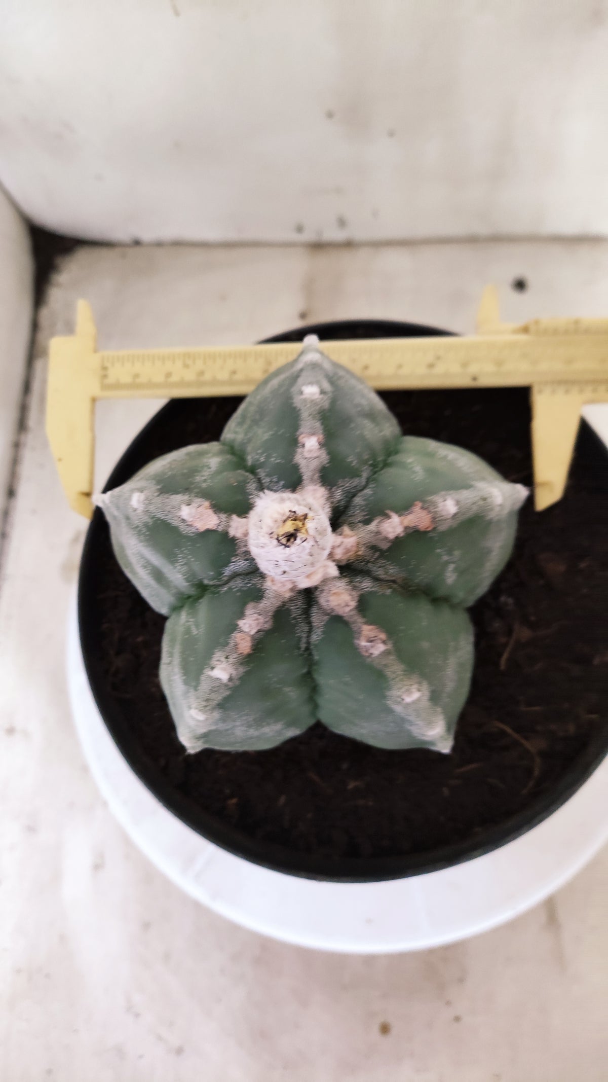 MATRIZ ASTROPHYTUM cv KIKKO  Nº 761 – vaso 17