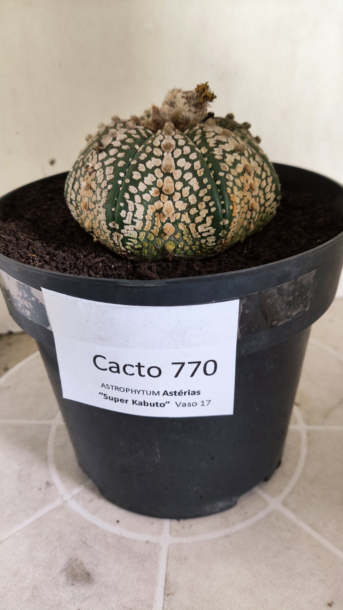 ASTROPHYTUM ASTERIAS  "SUPER KABUTO - Star Shape"  Nº 770 – vaso 17