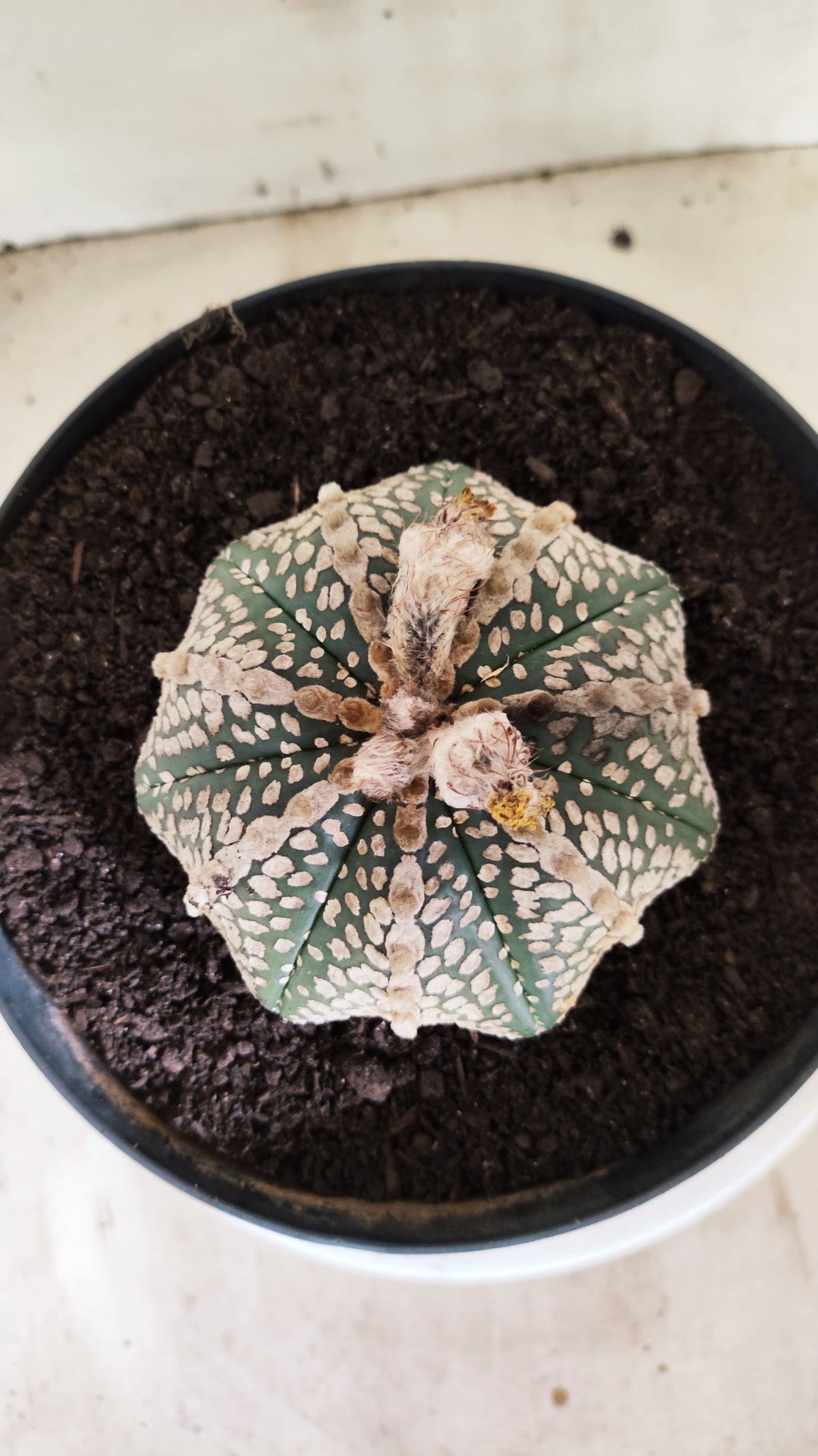 ASTROPHYTUM ASTERIAS  "SUPER KABUTO - Star Shape"  Nº 770 – vaso 17