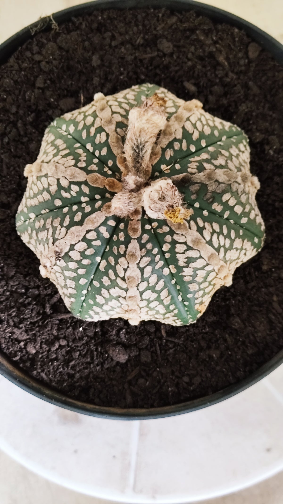 ASTROPHYTUM ASTERIAS  "SUPER KABUTO - Star Shape"  Nº 770 – vaso 17