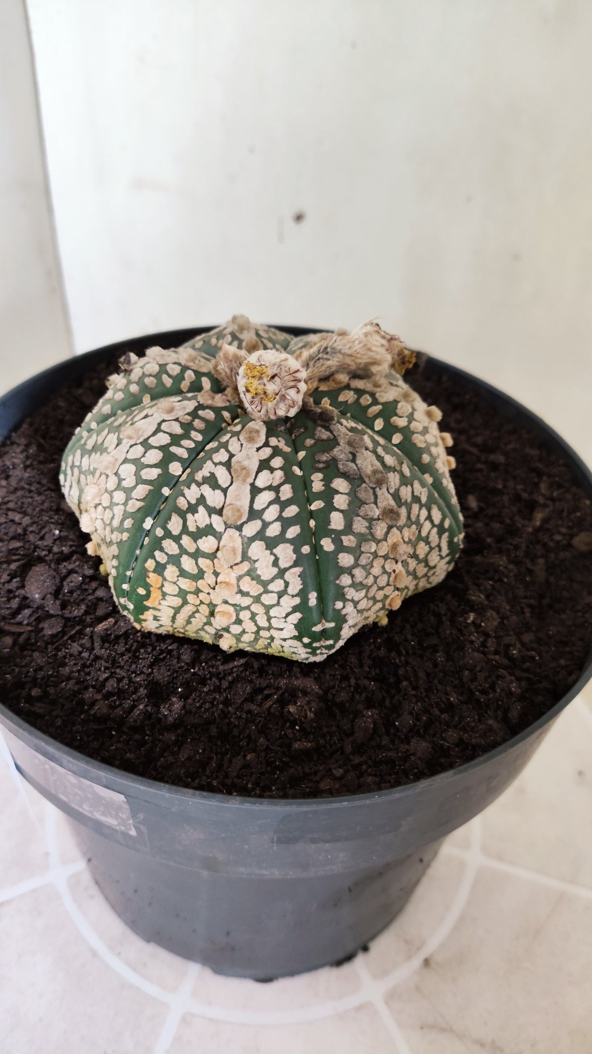 ASTROPHYTUM ASTERIAS  "SUPER KABUTO - Star Shape"  Nº 770 – vaso 17