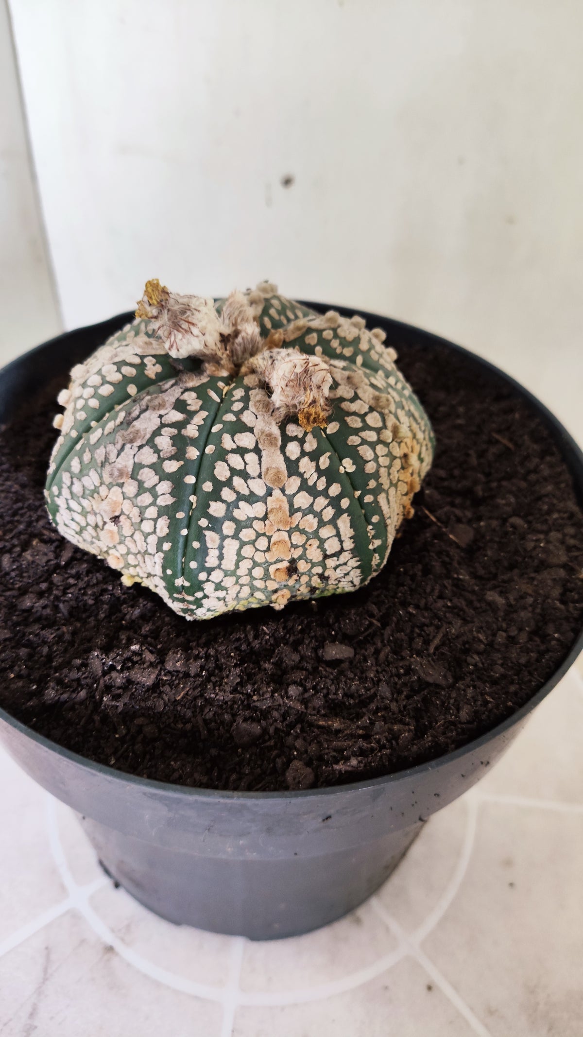 ASTROPHYTUM ASTERIAS  "SUPER KABUTO - Star Shape"  Nº 770 – vaso 17