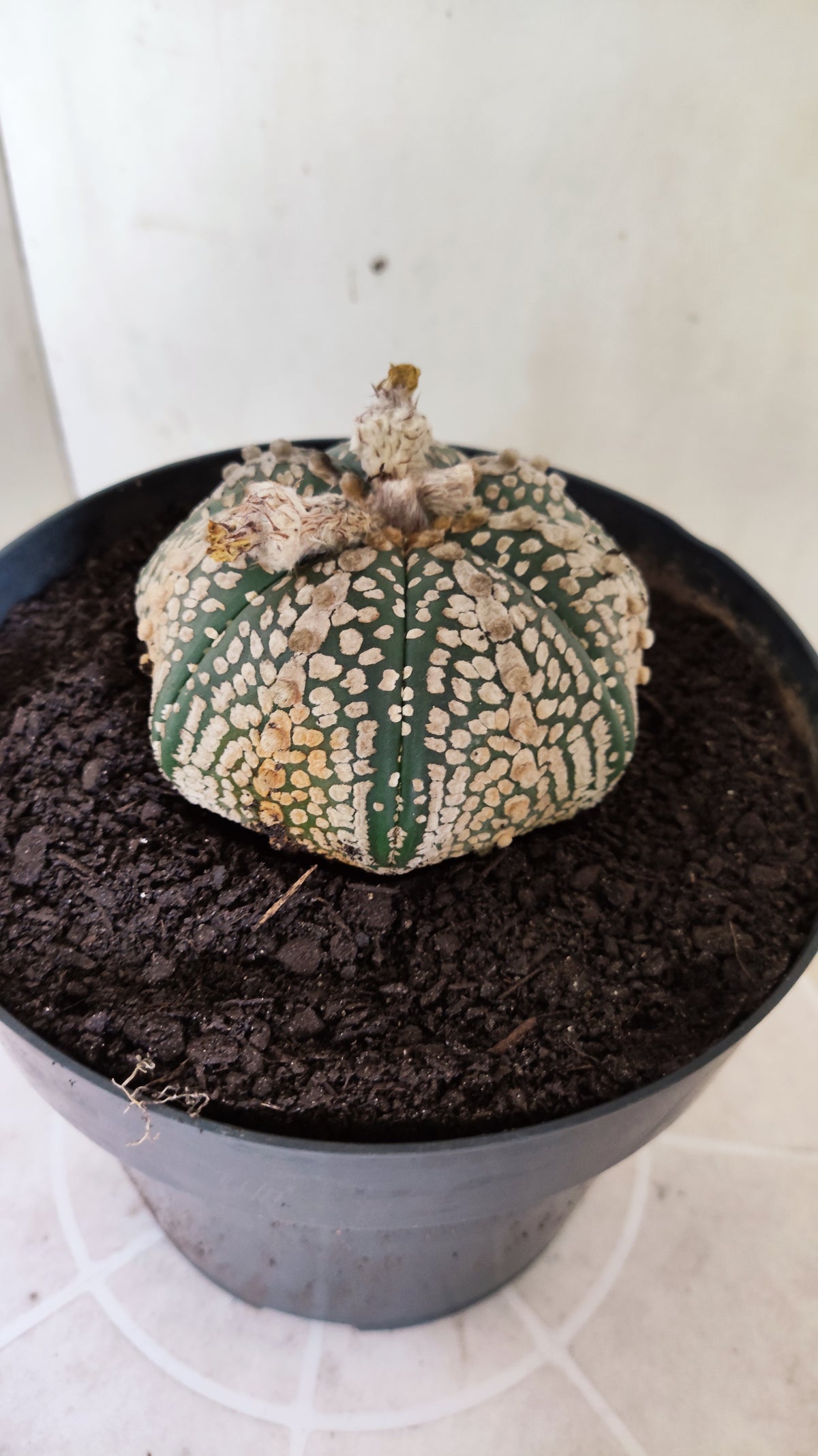 ASTROPHYTUM ASTERIAS  "SUPER KABUTO - Star Shape"  Nº 770 – vaso 17