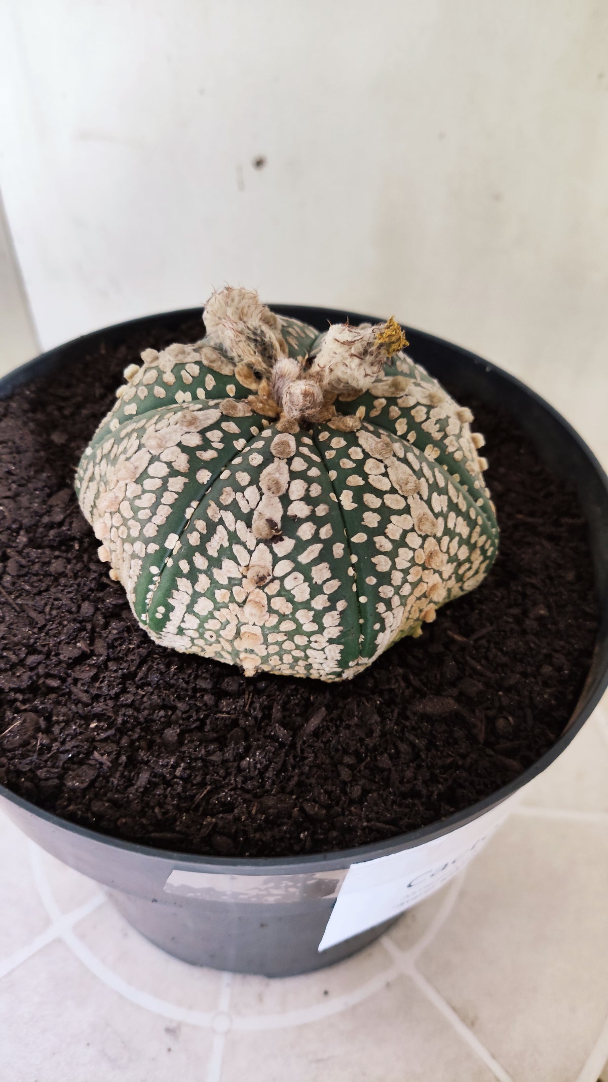 ASTROPHYTUM ASTERIAS  "SUPER KABUTO - Star Shape"  Nº 770 – vaso 17