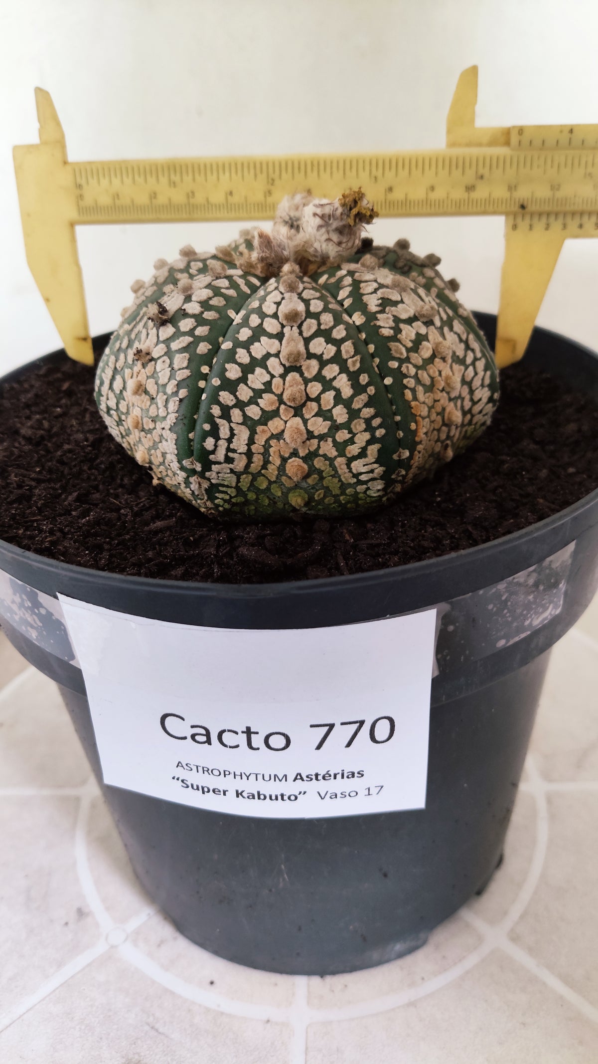 ASTROPHYTUM ASTERIAS  "SUPER KABUTO - Star Shape"  Nº 770 – vaso 17