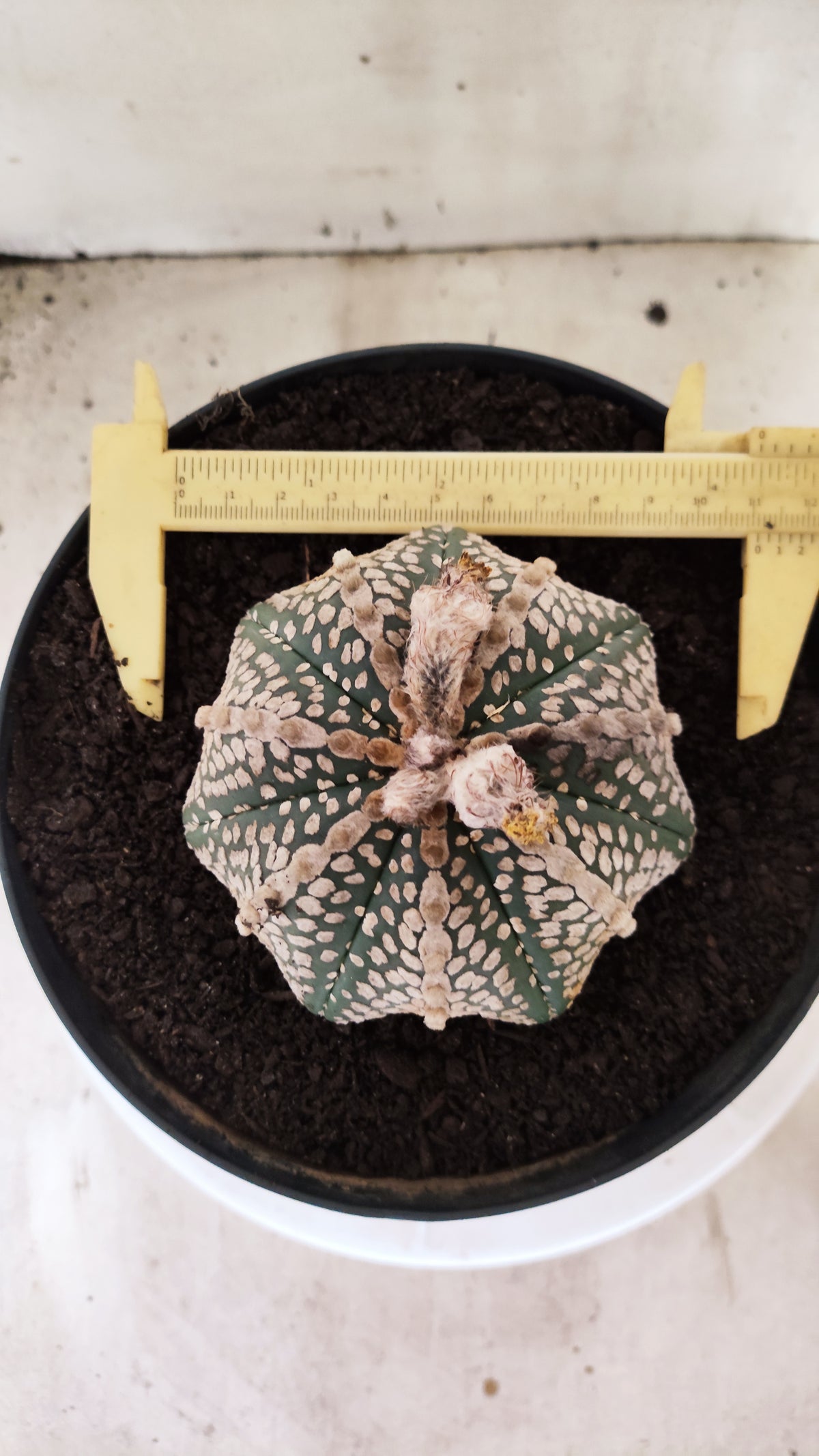ASTROPHYTUM ASTERIAS  "SUPER KABUTO - Star Shape"  Nº 770 – vaso 17