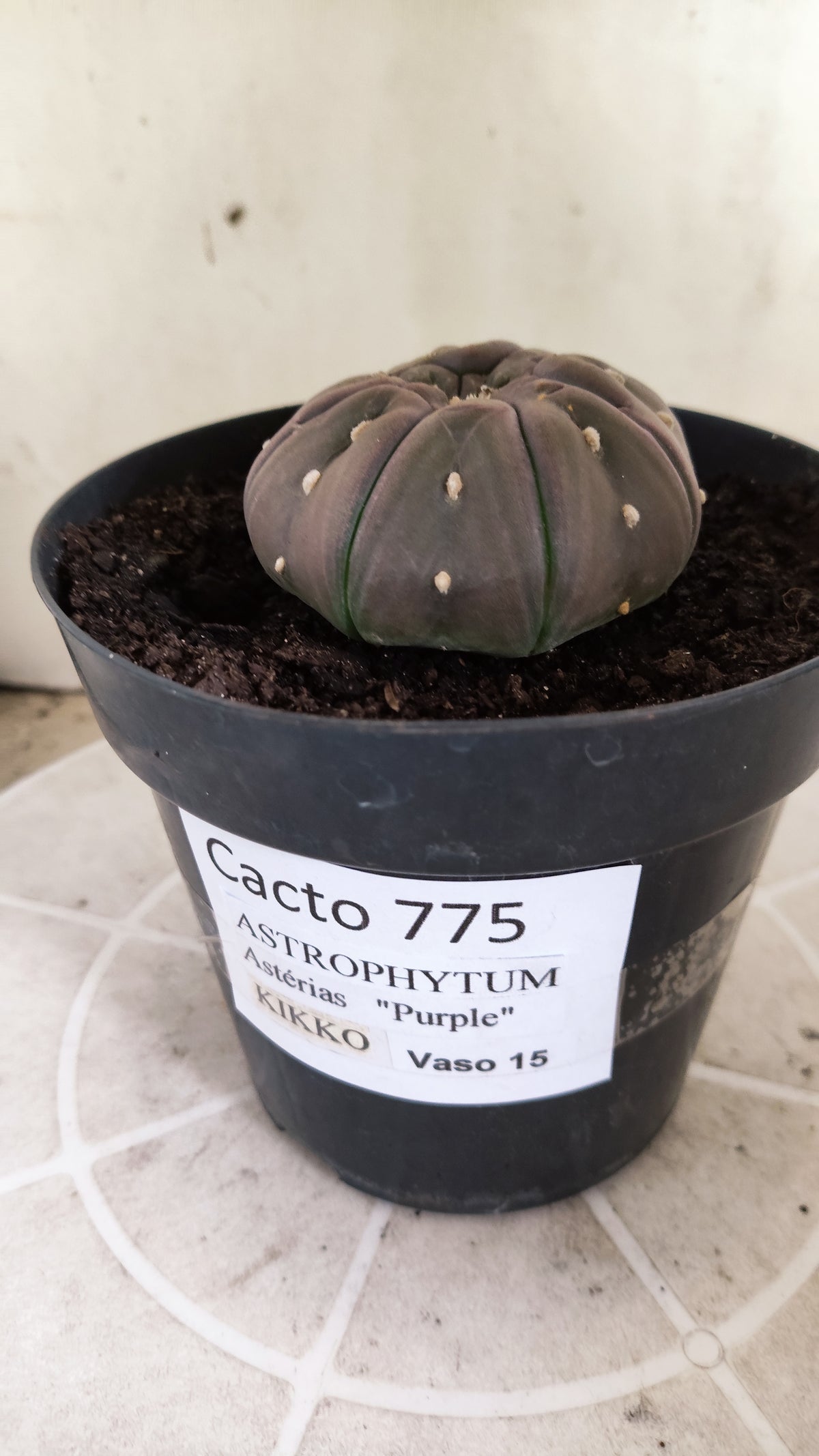 Matriz ASTROPHYTUM ASTERIAS PURPLE "STAR SHAPE - kikko"  Nº 775 – vaso 15