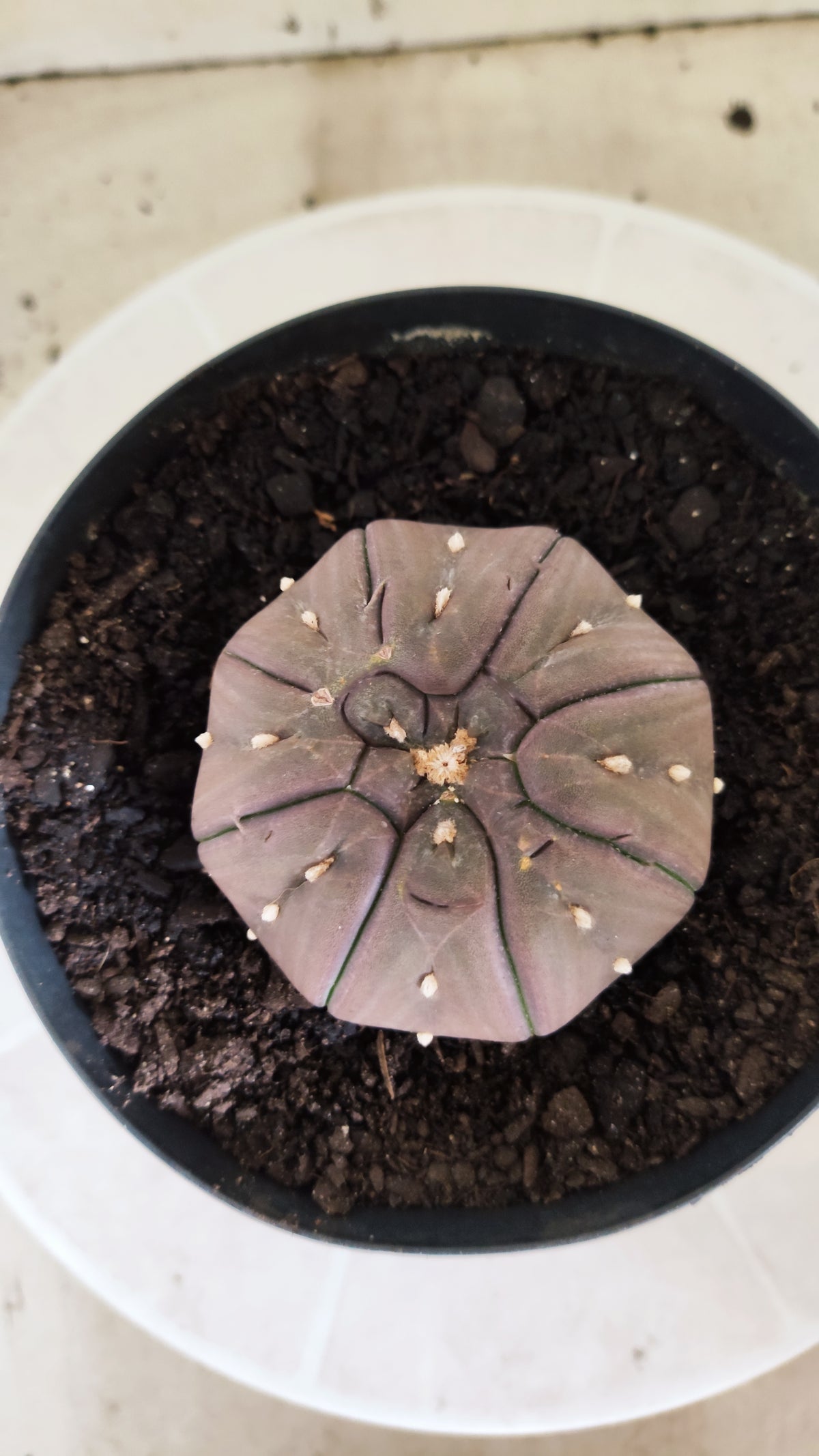 Matriz ASTROPHYTUM ASTERIAS PURPLE "STAR SHAPE - kikko"  Nº 775 – vaso 15
