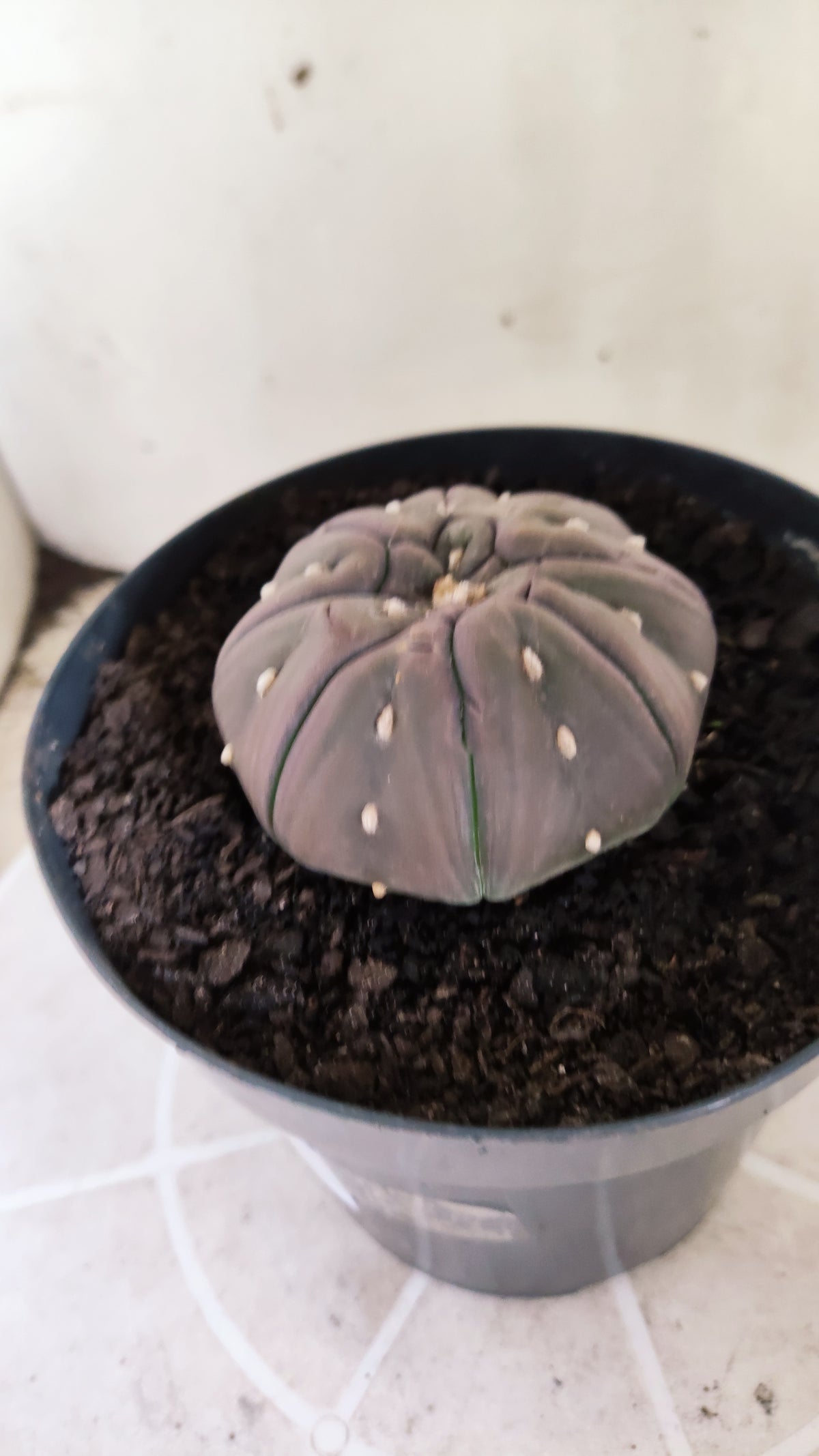 Matriz ASTROPHYTUM ASTERIAS PURPLE "STAR SHAPE - kikko"  Nº 775 – vaso 15