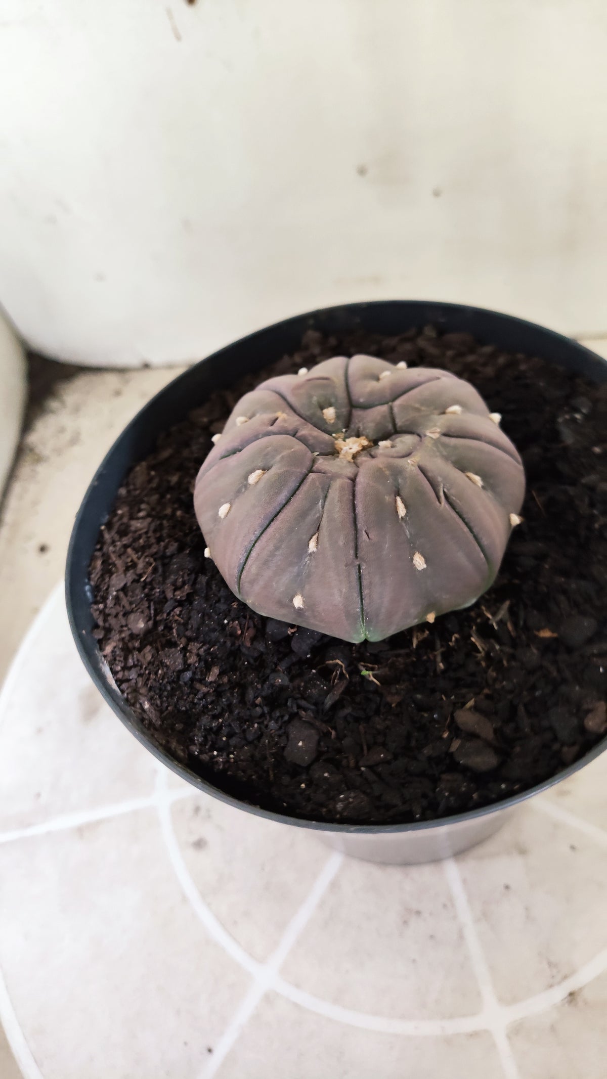 Matriz ASTROPHYTUM ASTERIAS PURPLE "STAR SHAPE - kikko"  Nº 775 – vaso 15