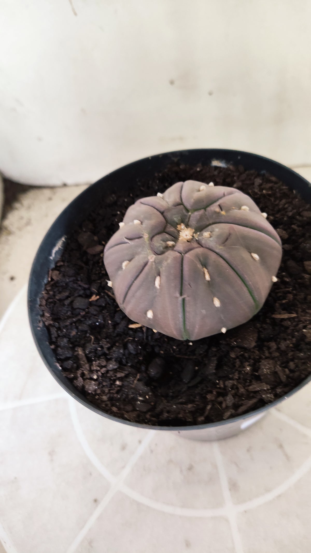 Matriz ASTROPHYTUM ASTERIAS PURPLE "STAR SHAPE - kikko"  Nº 775 – vaso 15