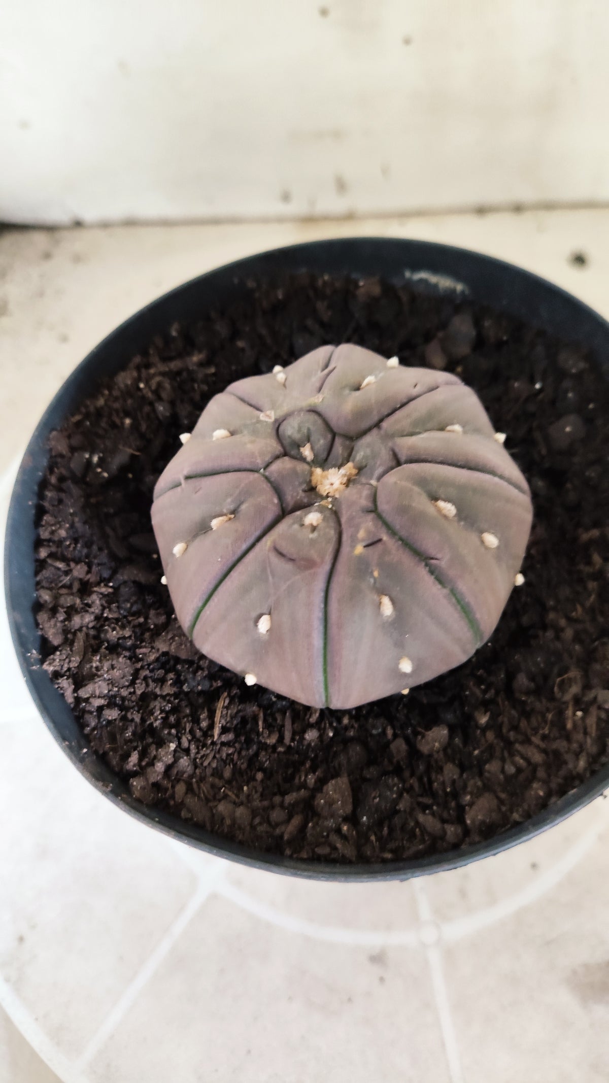 Matriz ASTROPHYTUM ASTERIAS PURPLE "STAR SHAPE - kikko"  Nº 775 – vaso 15