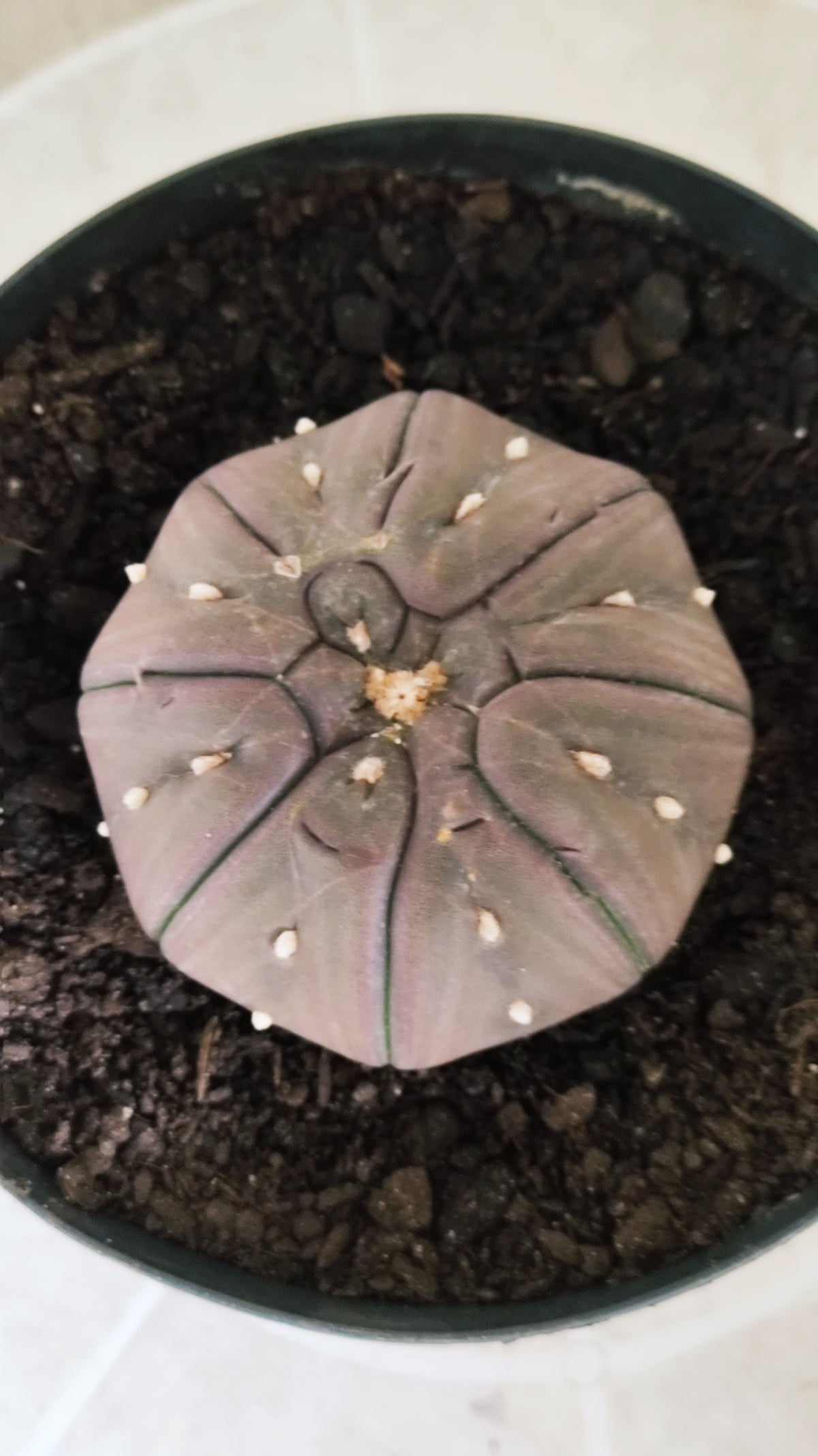 Matriz ASTROPHYTUM ASTERIAS PURPLE "STAR SHAPE - kikko"  Nº 775 – vaso 15