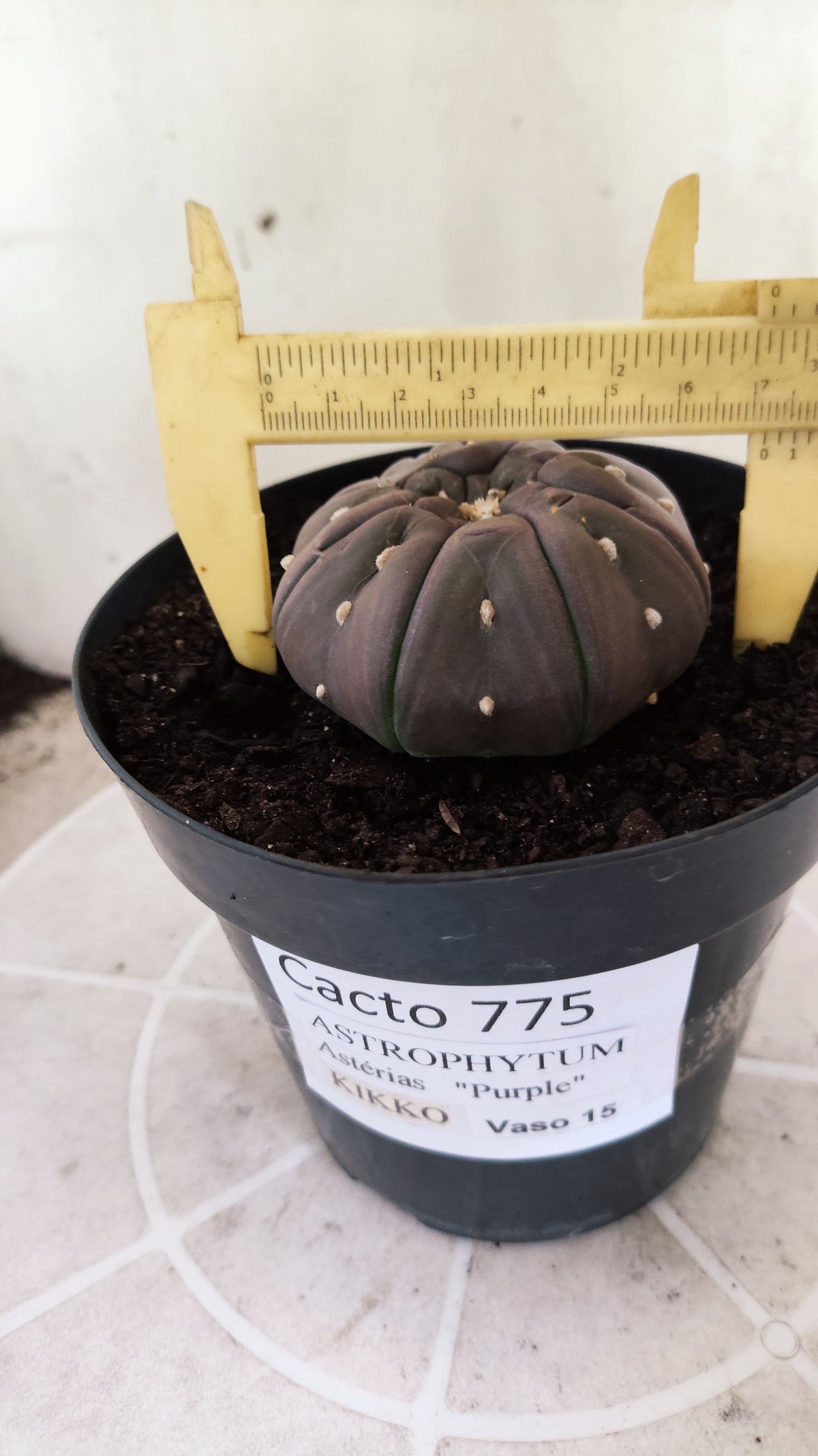 Matriz ASTROPHYTUM ASTERIAS PURPLE "STAR SHAPE - kikko"  Nº 775 – vaso 15