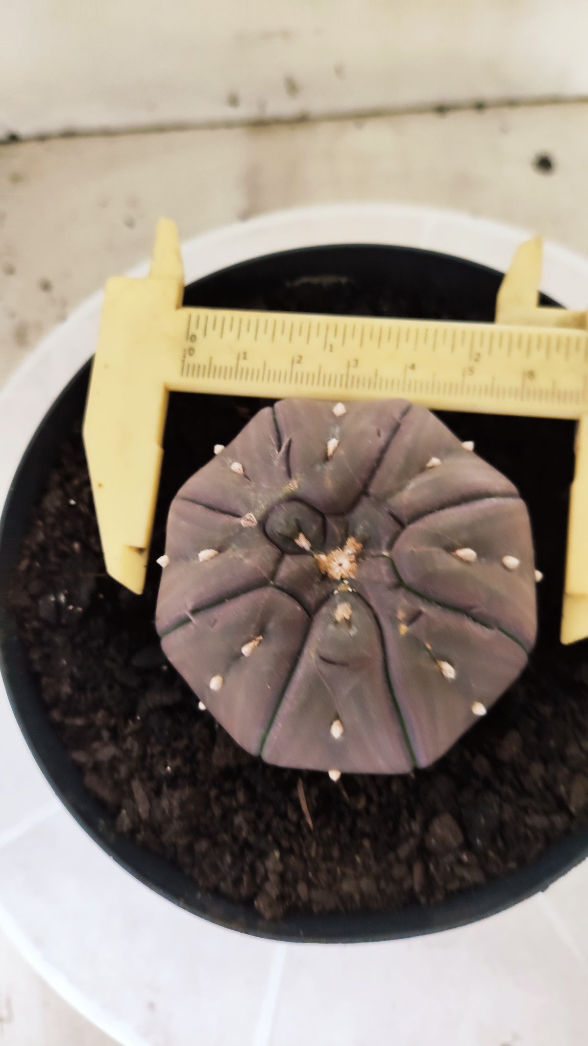 Matriz ASTROPHYTUM ASTERIAS PURPLE "STAR SHAPE - kikko"  Nº 775 – vaso 15