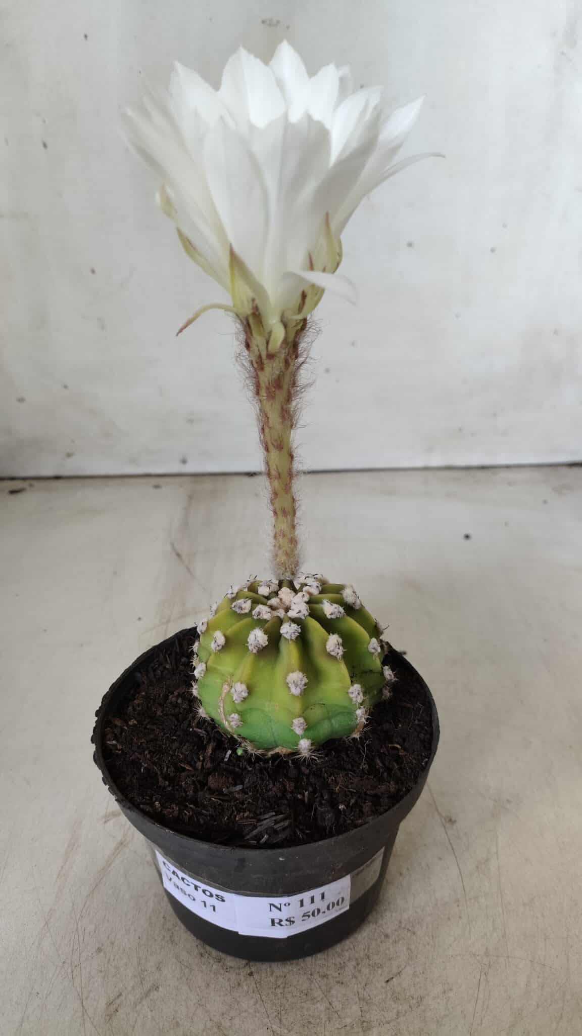 CACTOS  Nº 111 – vaso 09