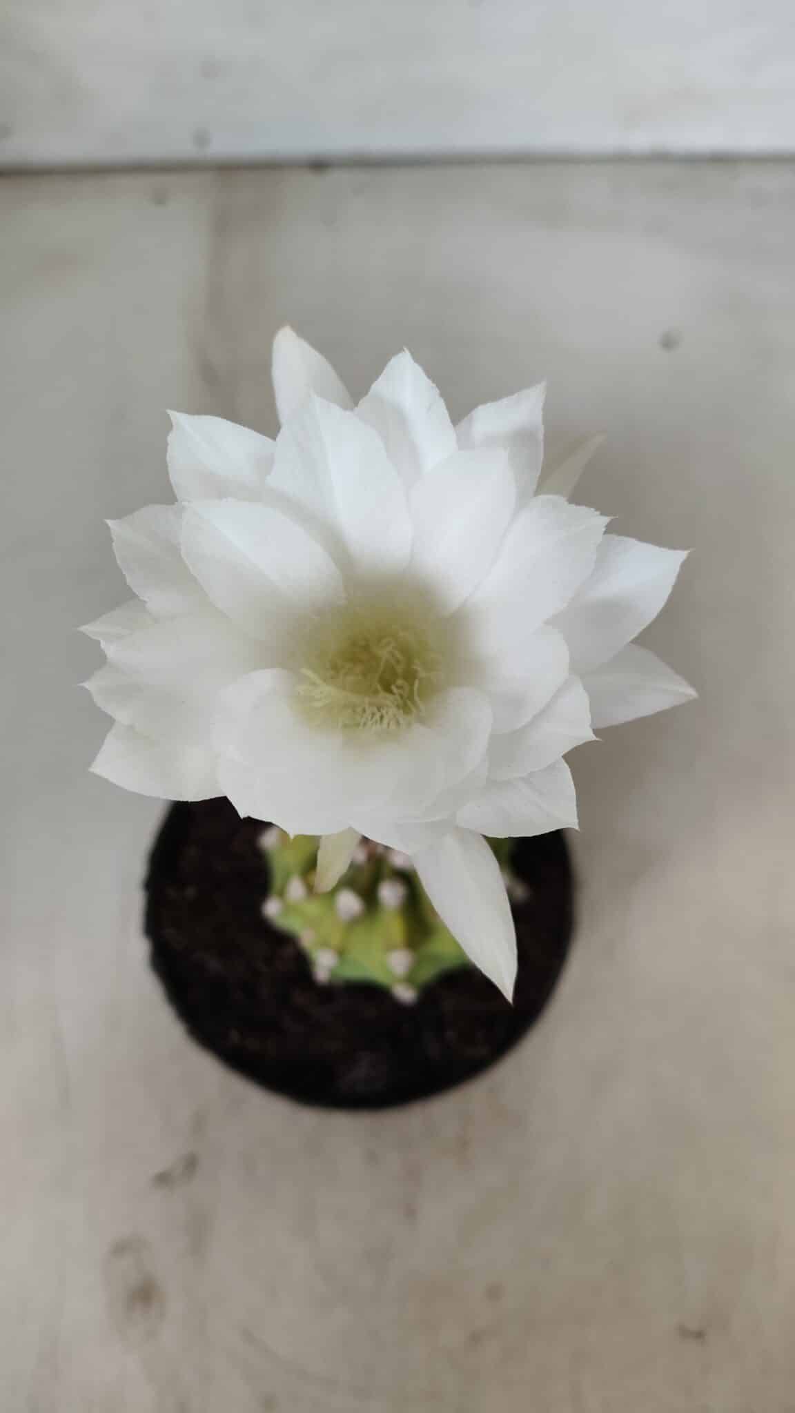 CACTOS  Nº 111 – vaso 09