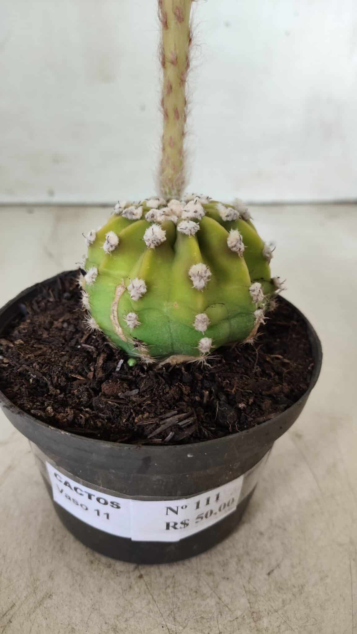 CACTOS  Nº 111 – vaso 09