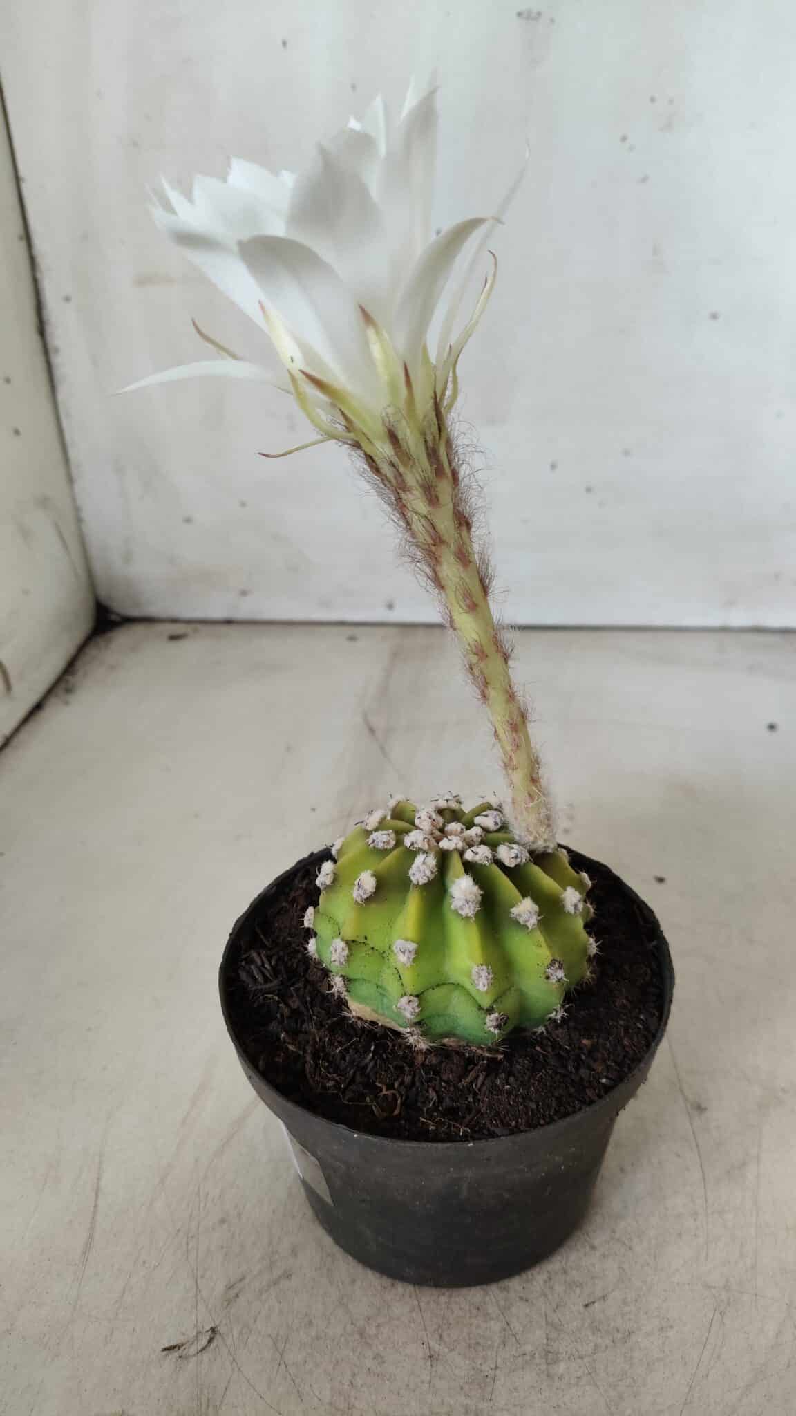 CACTOS  Nº 111 – vaso 09
