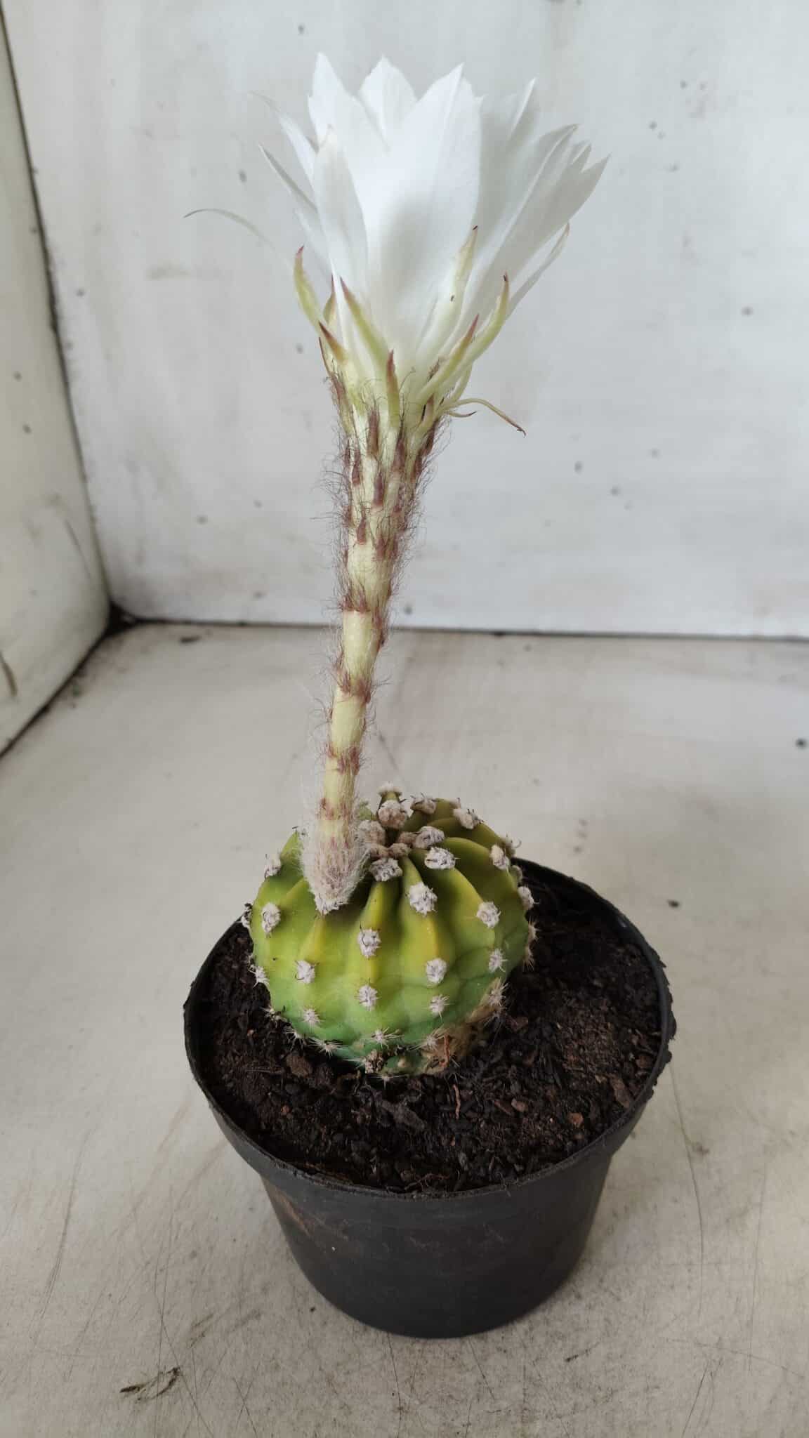 CACTOS  Nº 111 – vaso 09