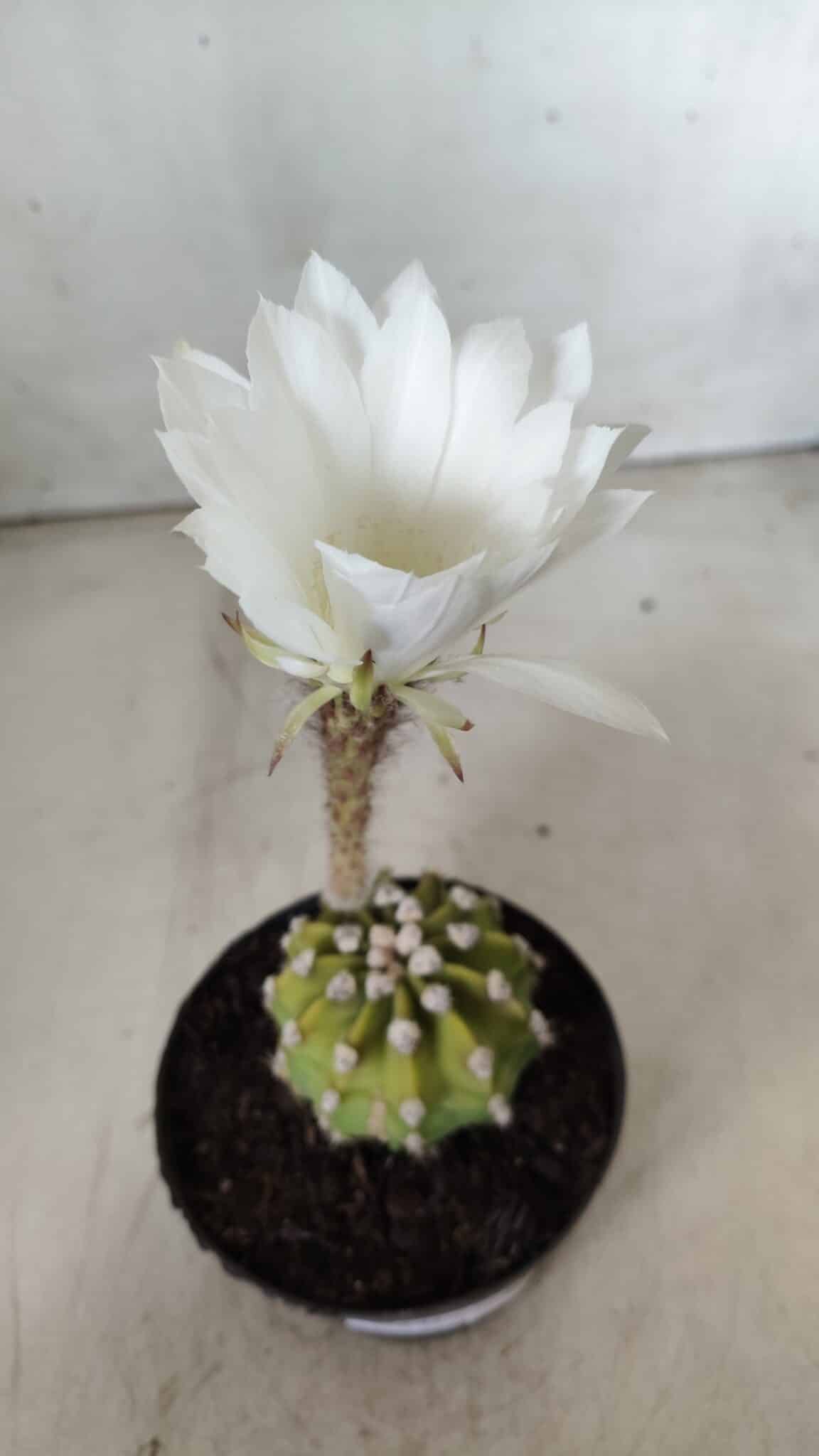 CACTOS  Nº 111 – vaso 09