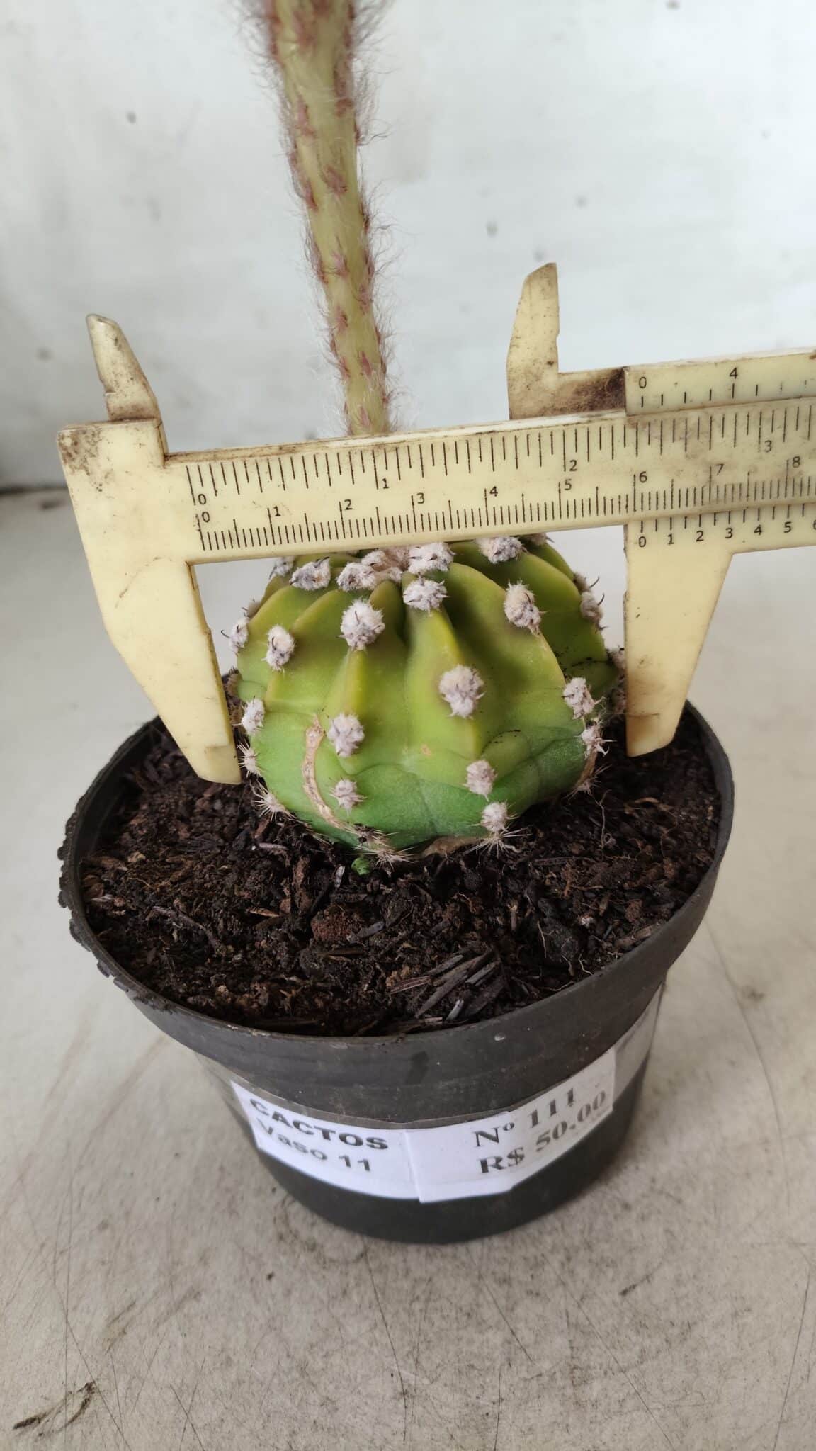 CACTOS  Nº 111 – vaso 09