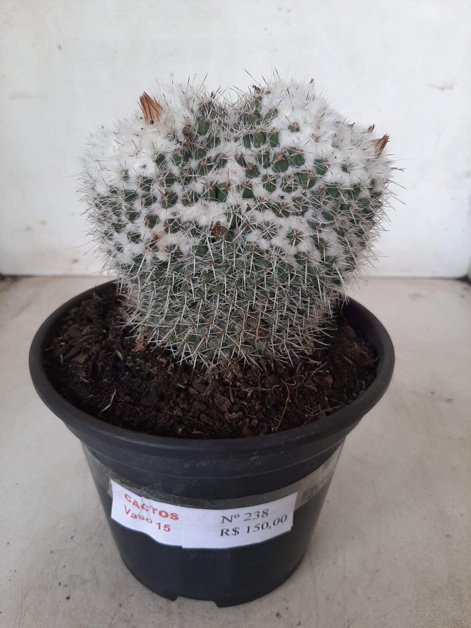 CACTOS  Nº 238 – vaso 15