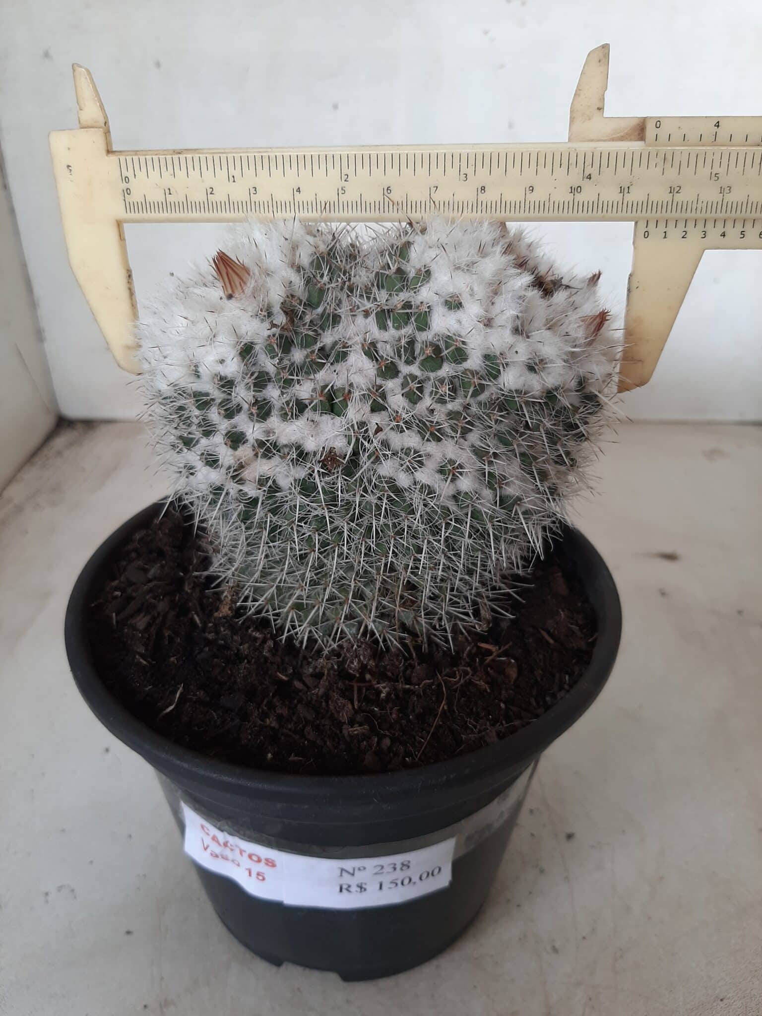 CACTOS  Nº 238 – vaso 15