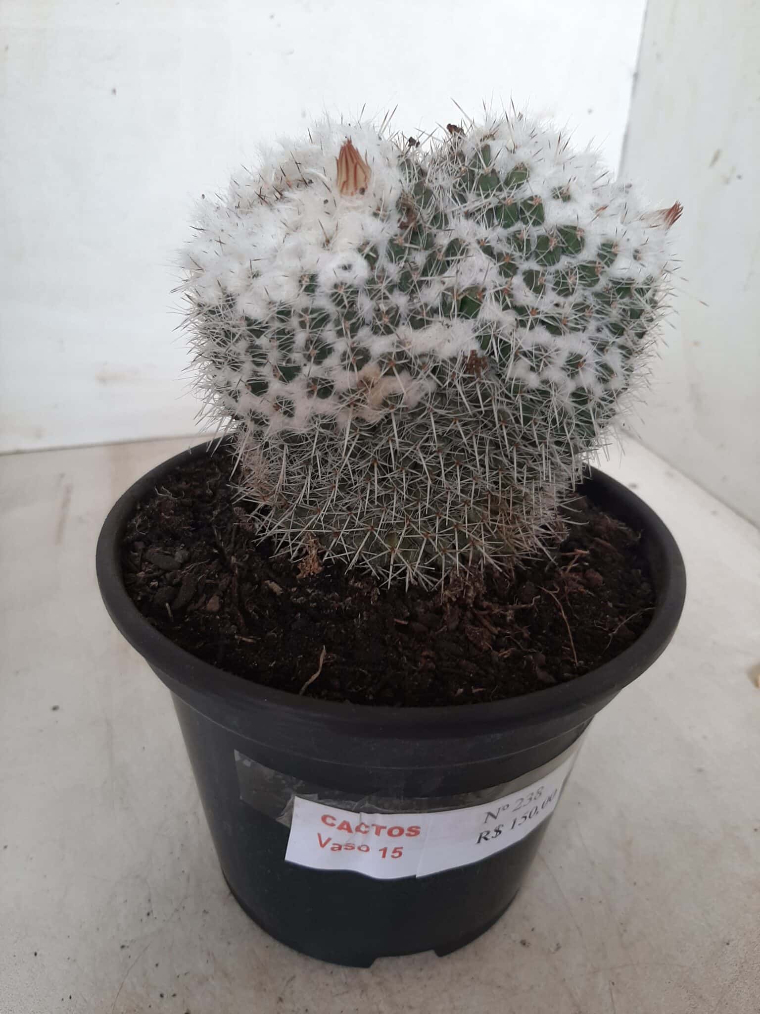 CACTOS  Nº 238 – vaso 15