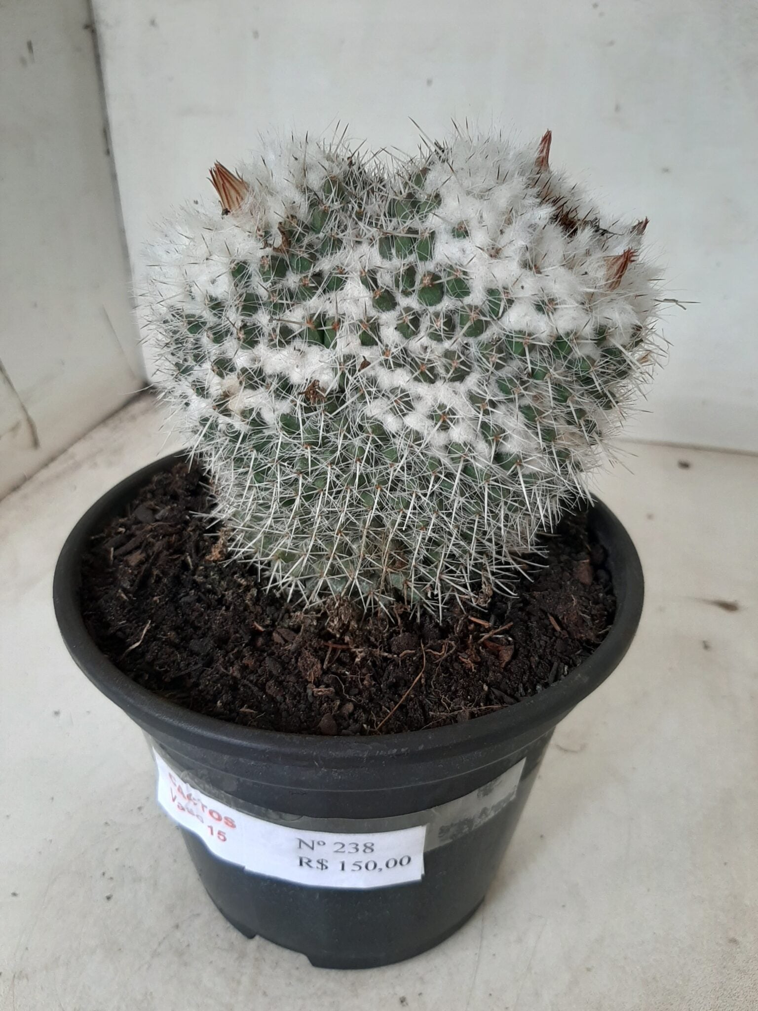 CACTOS  Nº 238 – vaso 15
