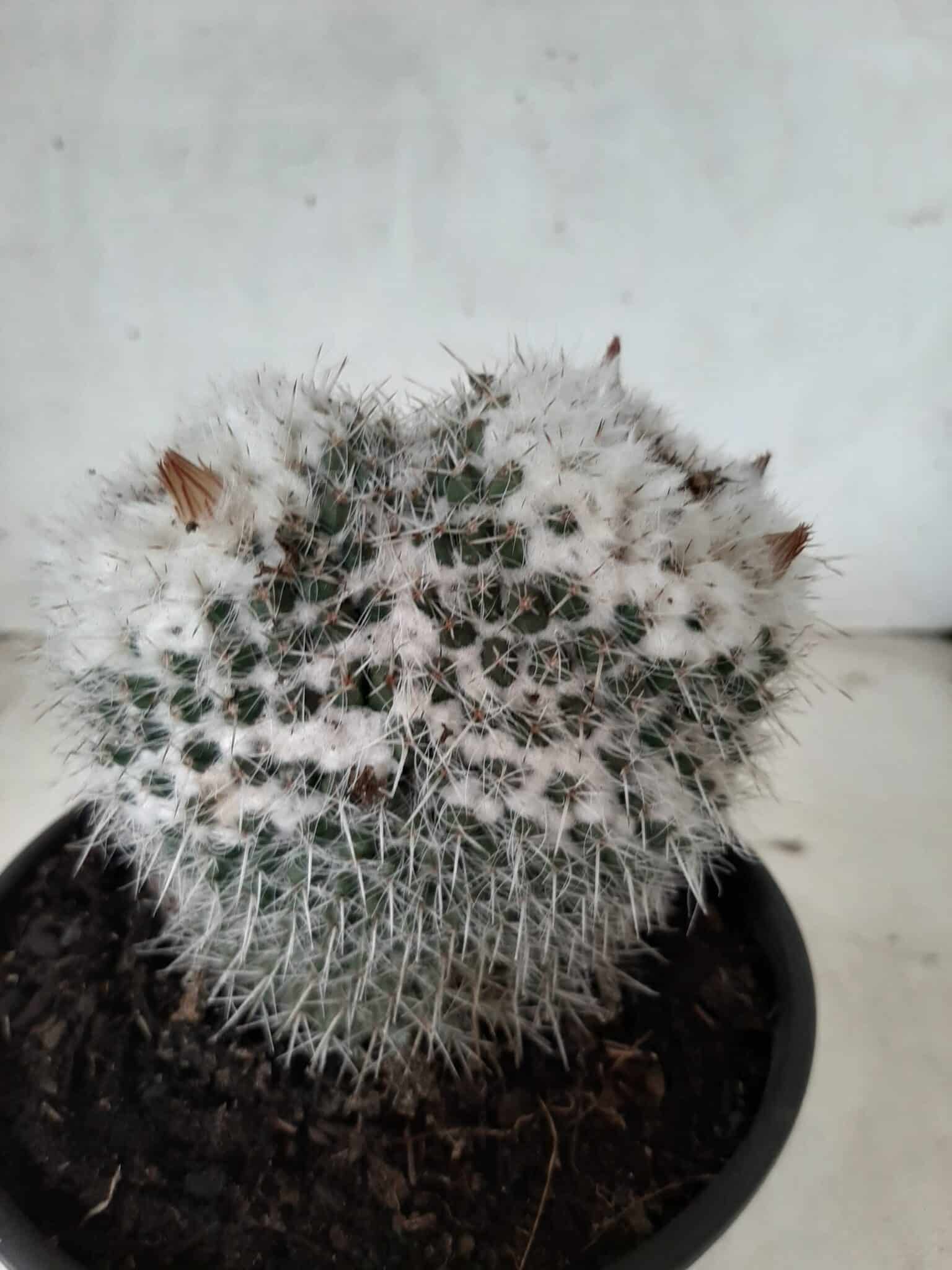 CACTOS  Nº 238 – vaso 15