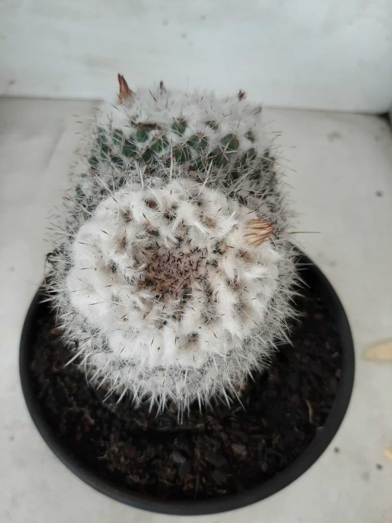 CACTOS  Nº 238 – vaso 15