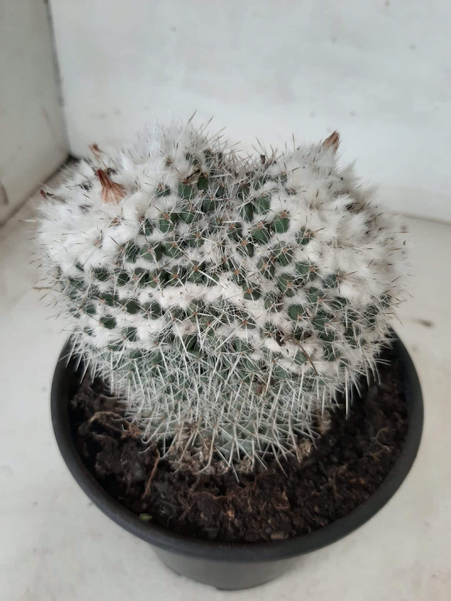CACTOS  Nº 238 – vaso 15