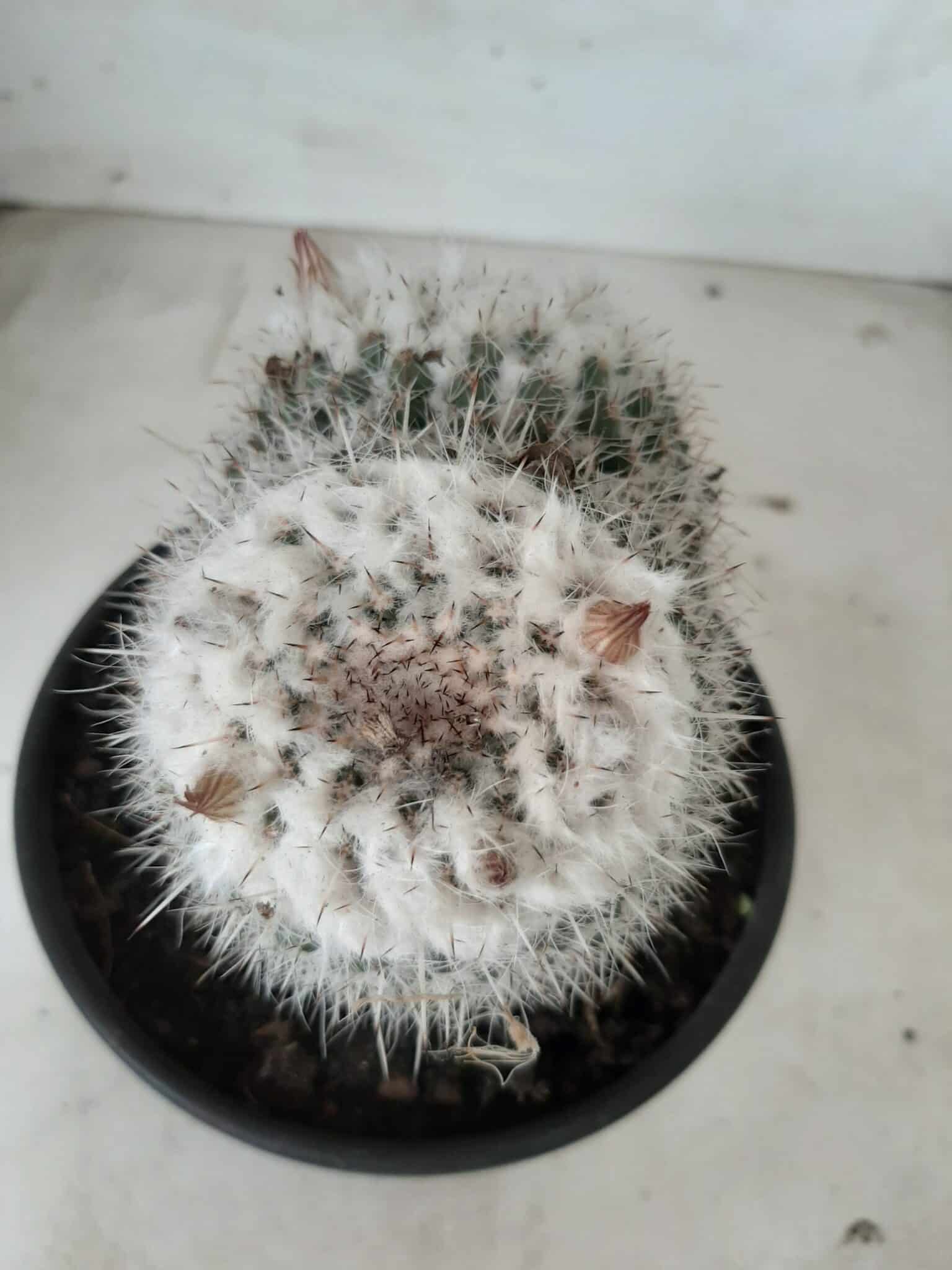 CACTOS  Nº 238 – vaso 15