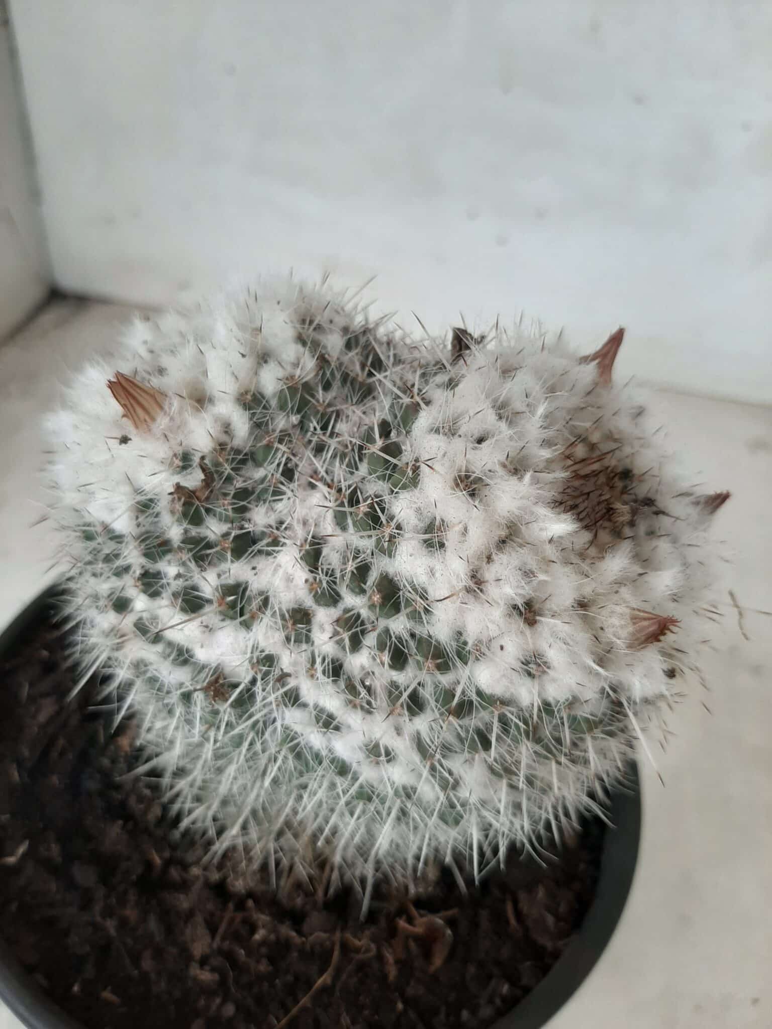 CACTOS  Nº 238 – vaso 15