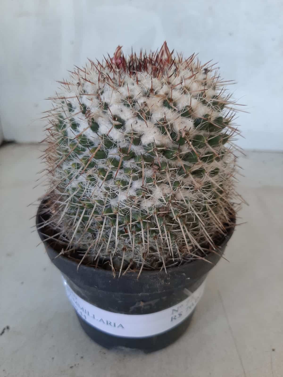 CACTOS Mammillaria Nº 77 – vaso 11
