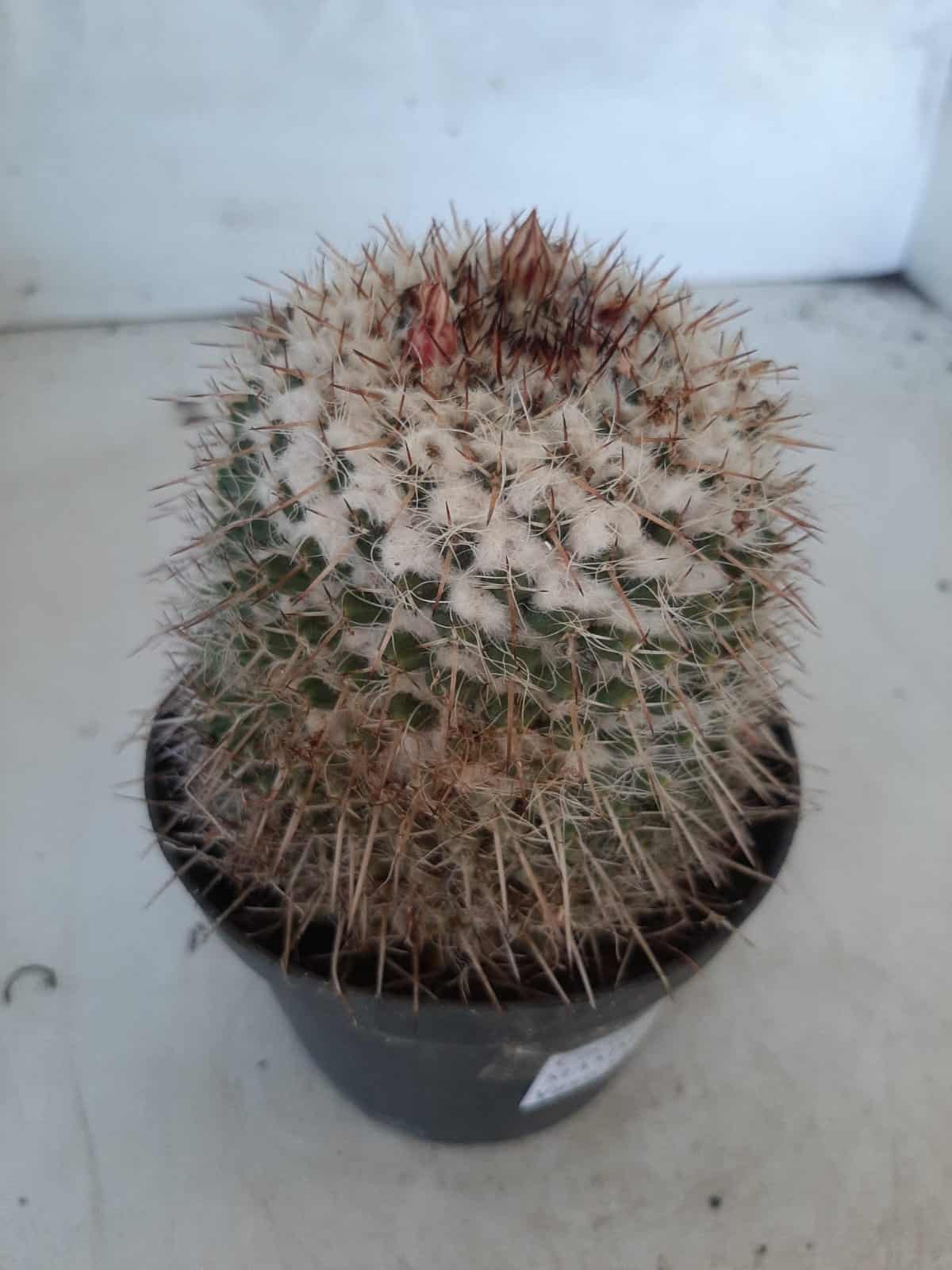 CACTOS Mammillaria Nº 77 – vaso 11