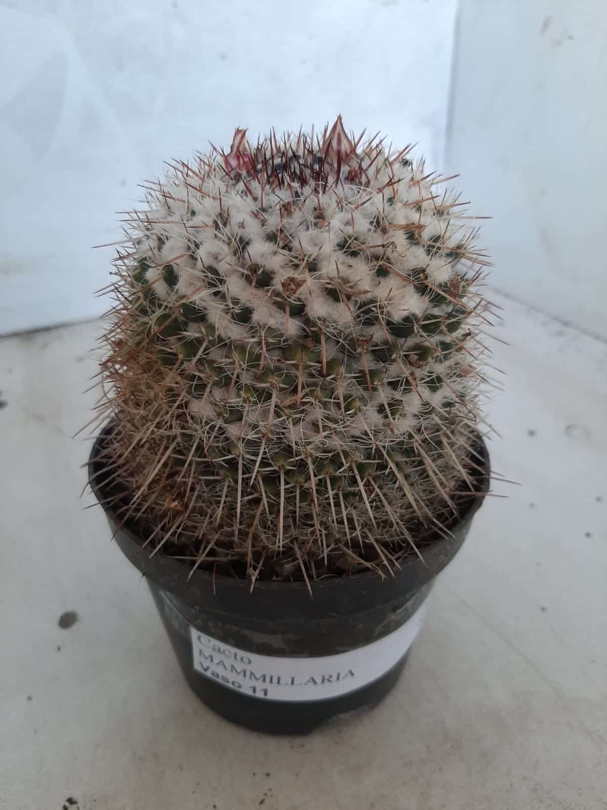 CACTOS Mammillaria Nº 77 – vaso 11