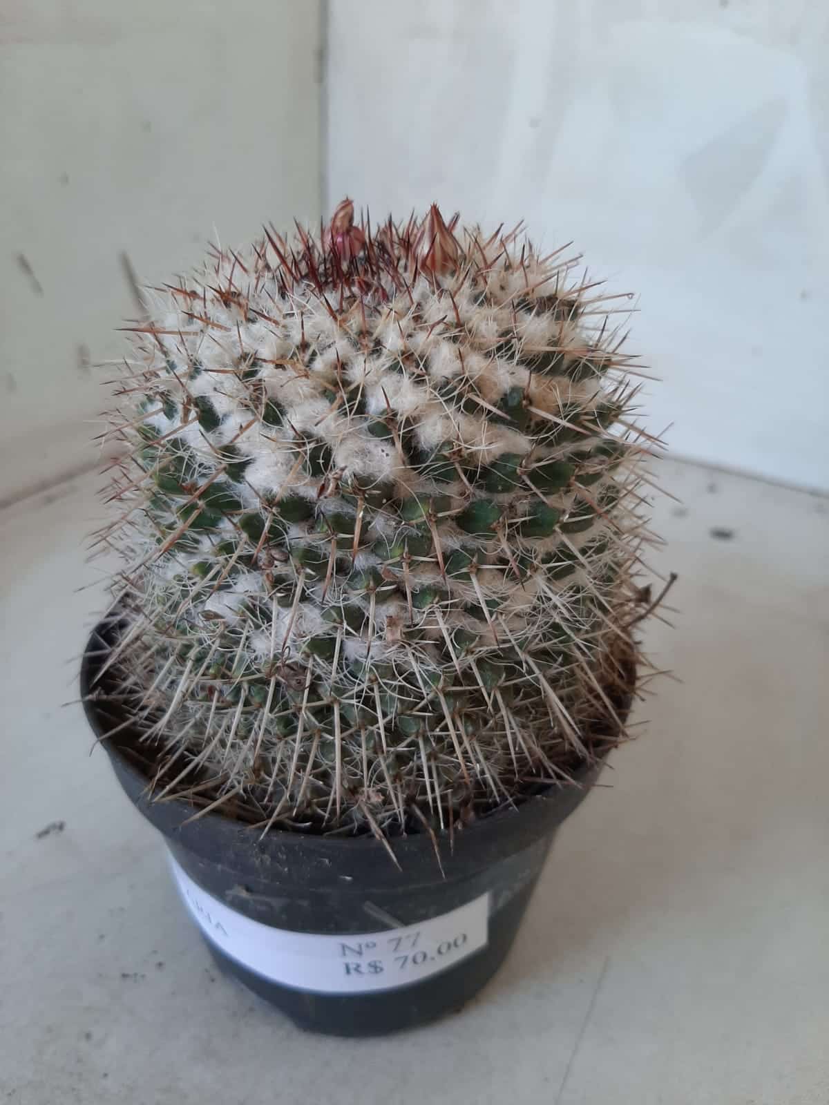 CACTOS Mammillaria Nº 77 – vaso 11