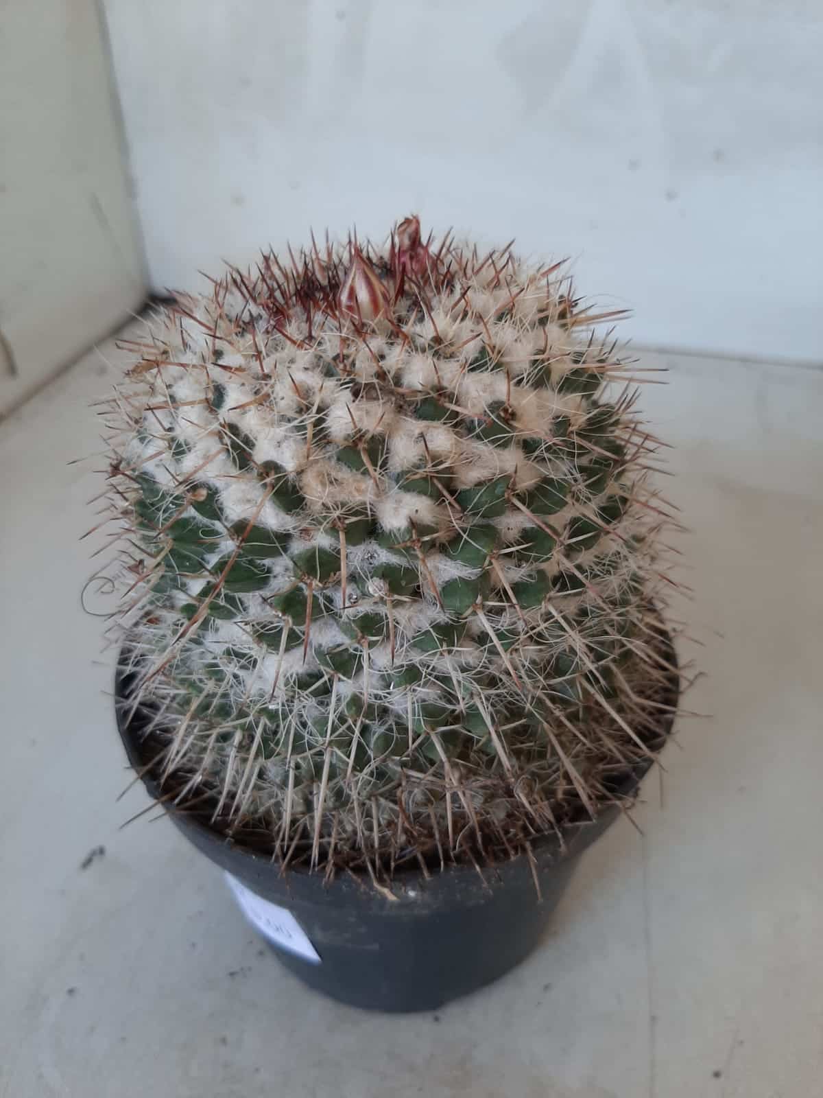 CACTOS Mammillaria Nº 77 – vaso 11