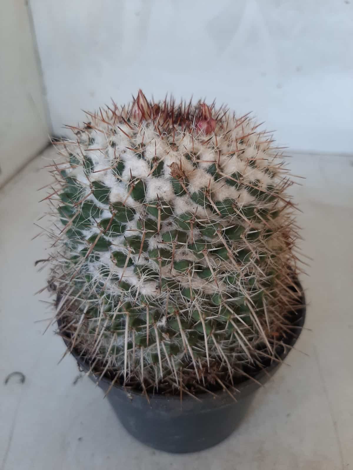 CACTOS Mammillaria Nº 77 – vaso 11