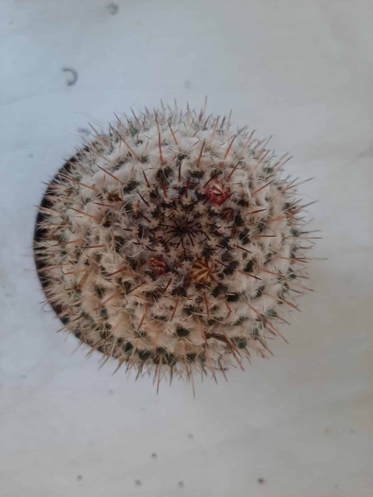 CACTOS Mammillaria Nº 77 – vaso 11