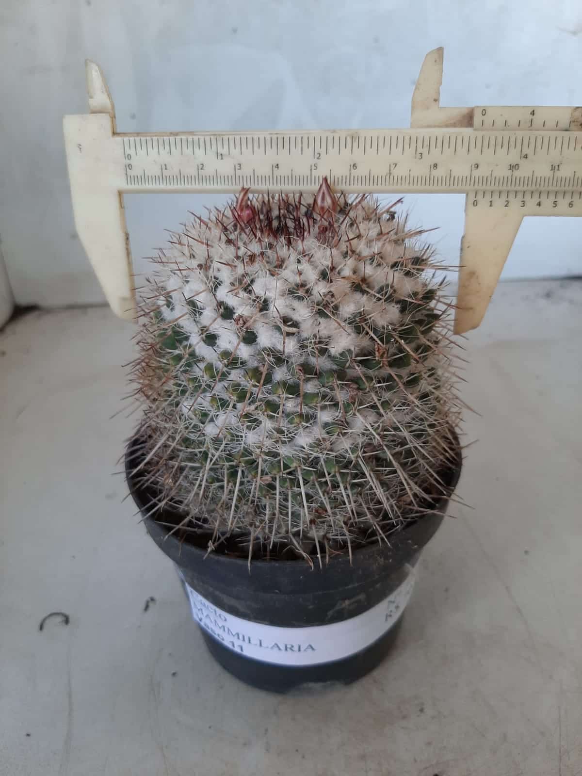 CACTOS Mammillaria Nº 77 – vaso 11