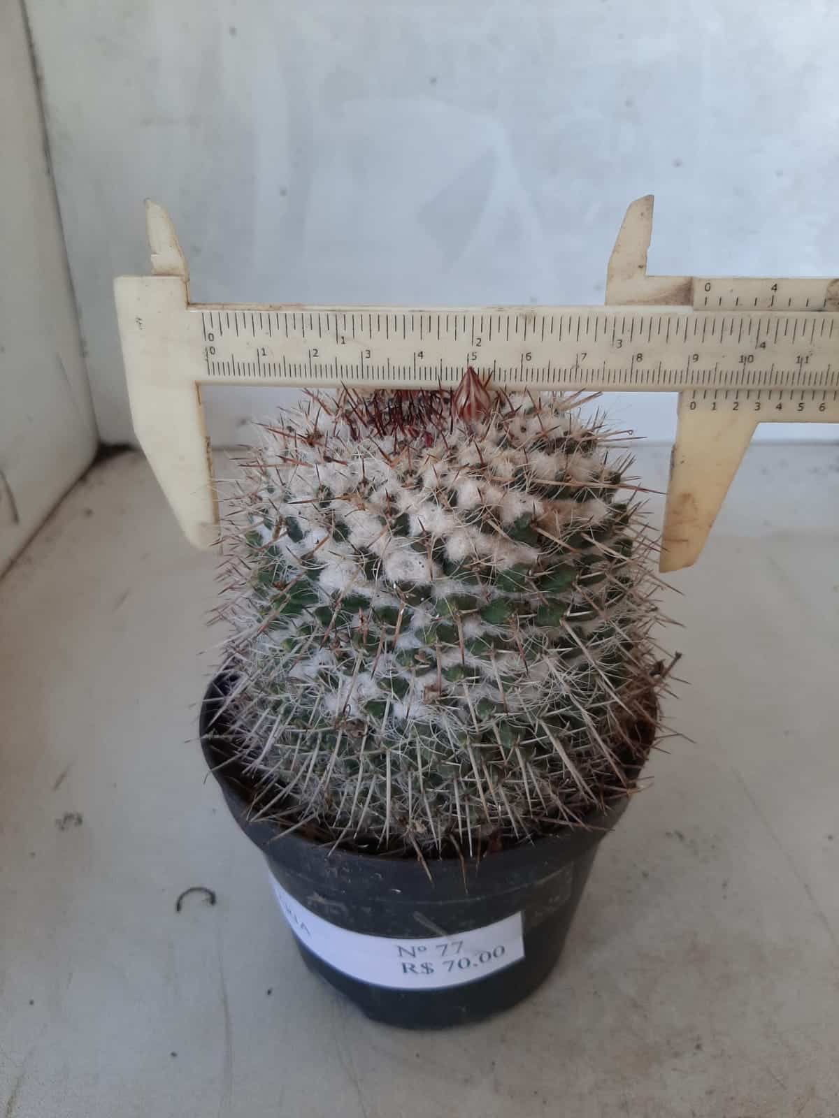 CACTOS Mammillaria Nº 77 – vaso 11