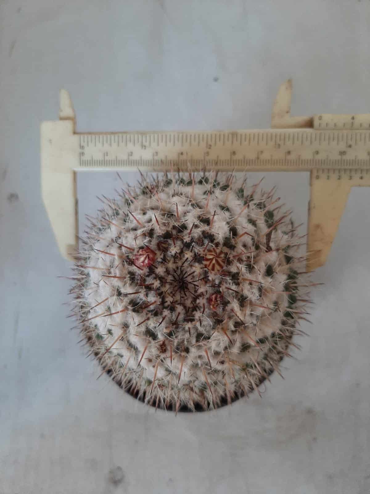 CACTOS Mammillaria Nº 77 – vaso 11