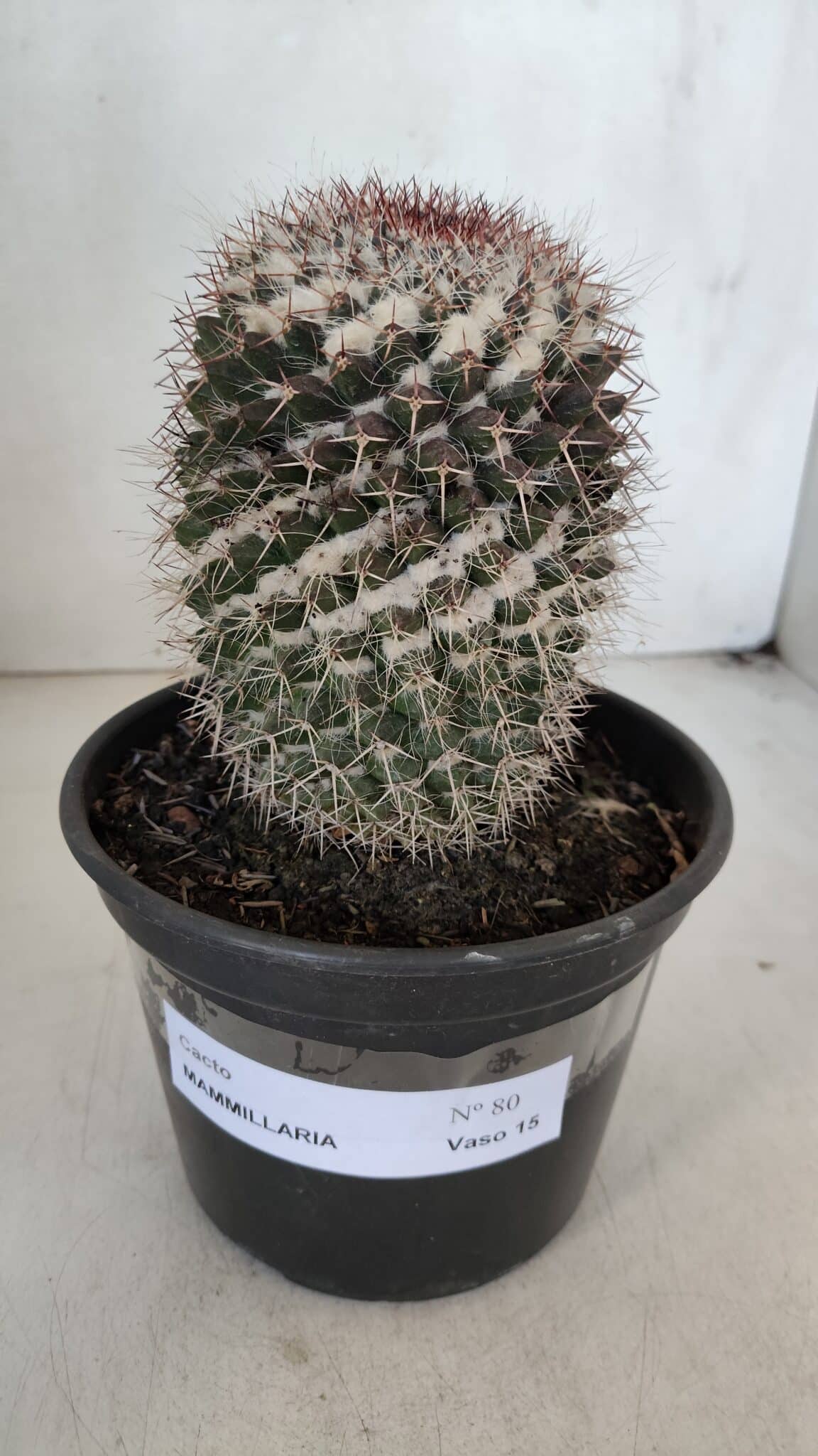 CACTOS Mammillaria Nº 80 – vaso 15