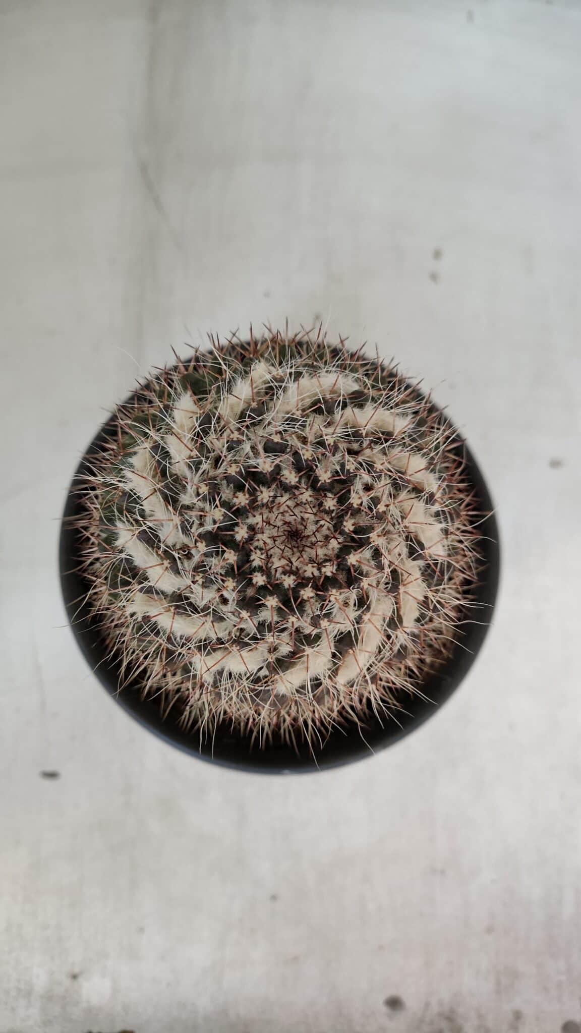 CACTOS Mammillaria Nº 80 – vaso 15
